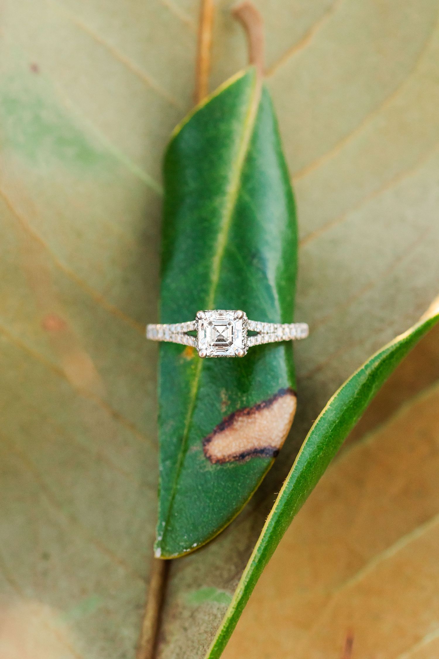A stunning diamond engagement ring sits atop a green leaf with delicate natural lighting.