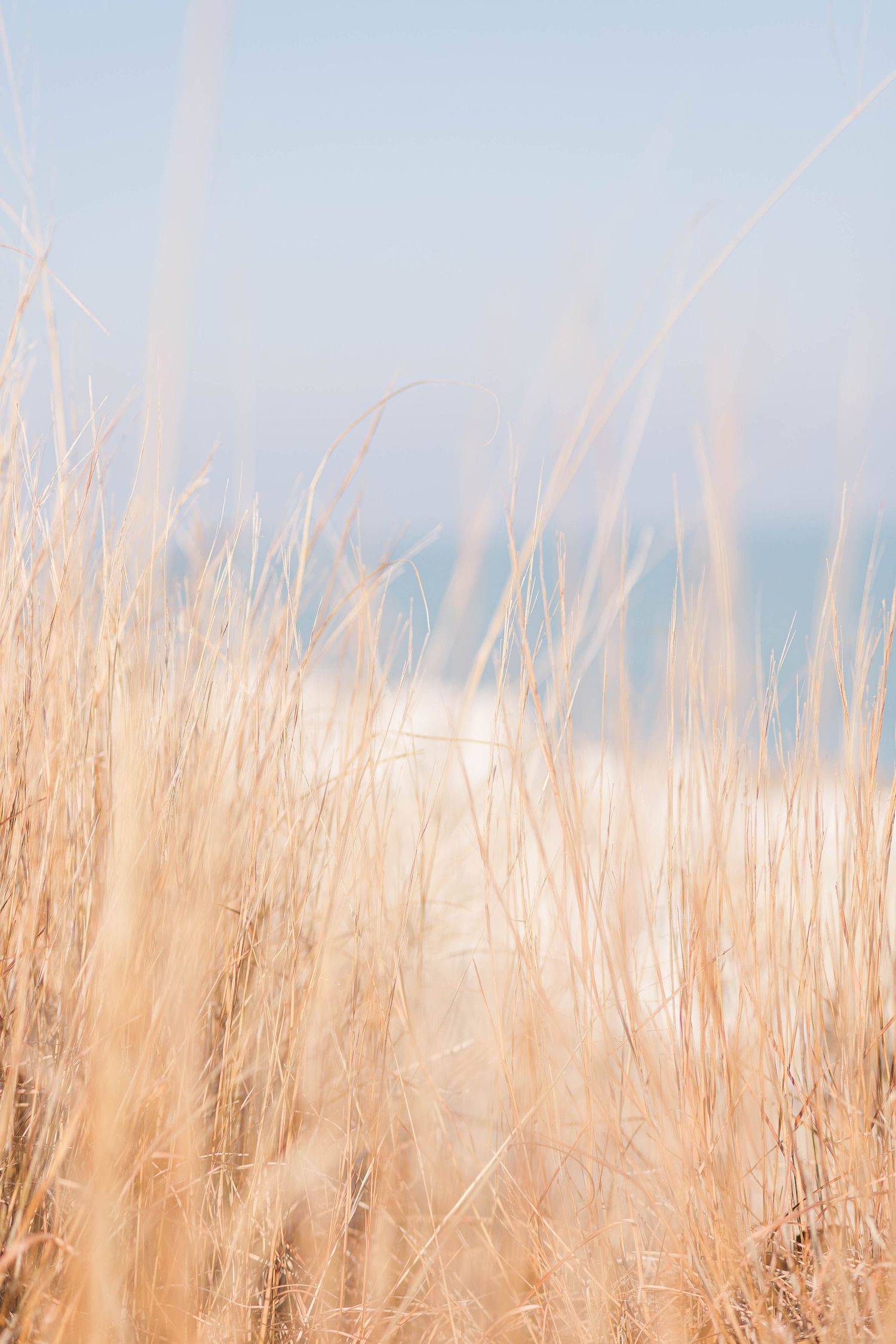 Beige beach grass blowing in the wind with blurred ocean horizon in background.