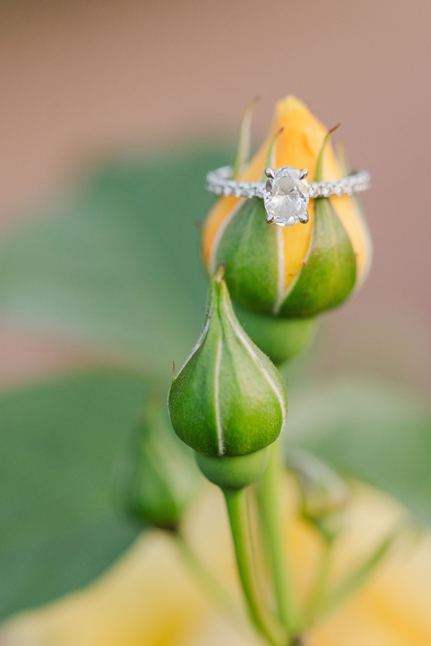 An elegant diamond engagement ring balanced on a green rosebud about to bloom.
