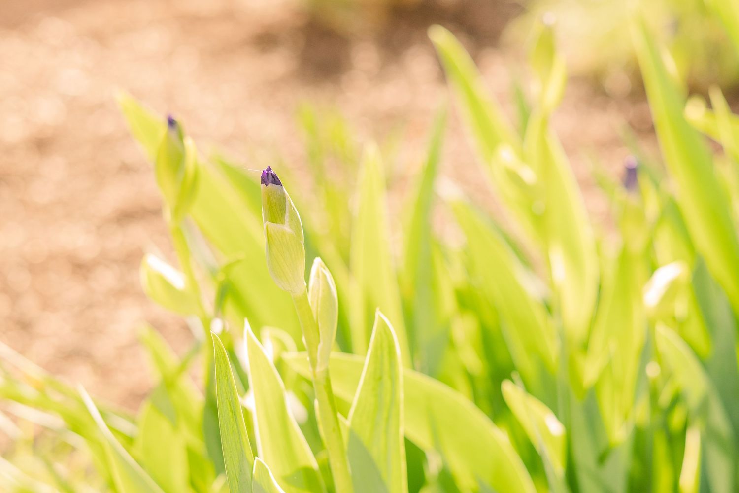 Close-up of vibrant green plant leaves with a small insect perched on top.