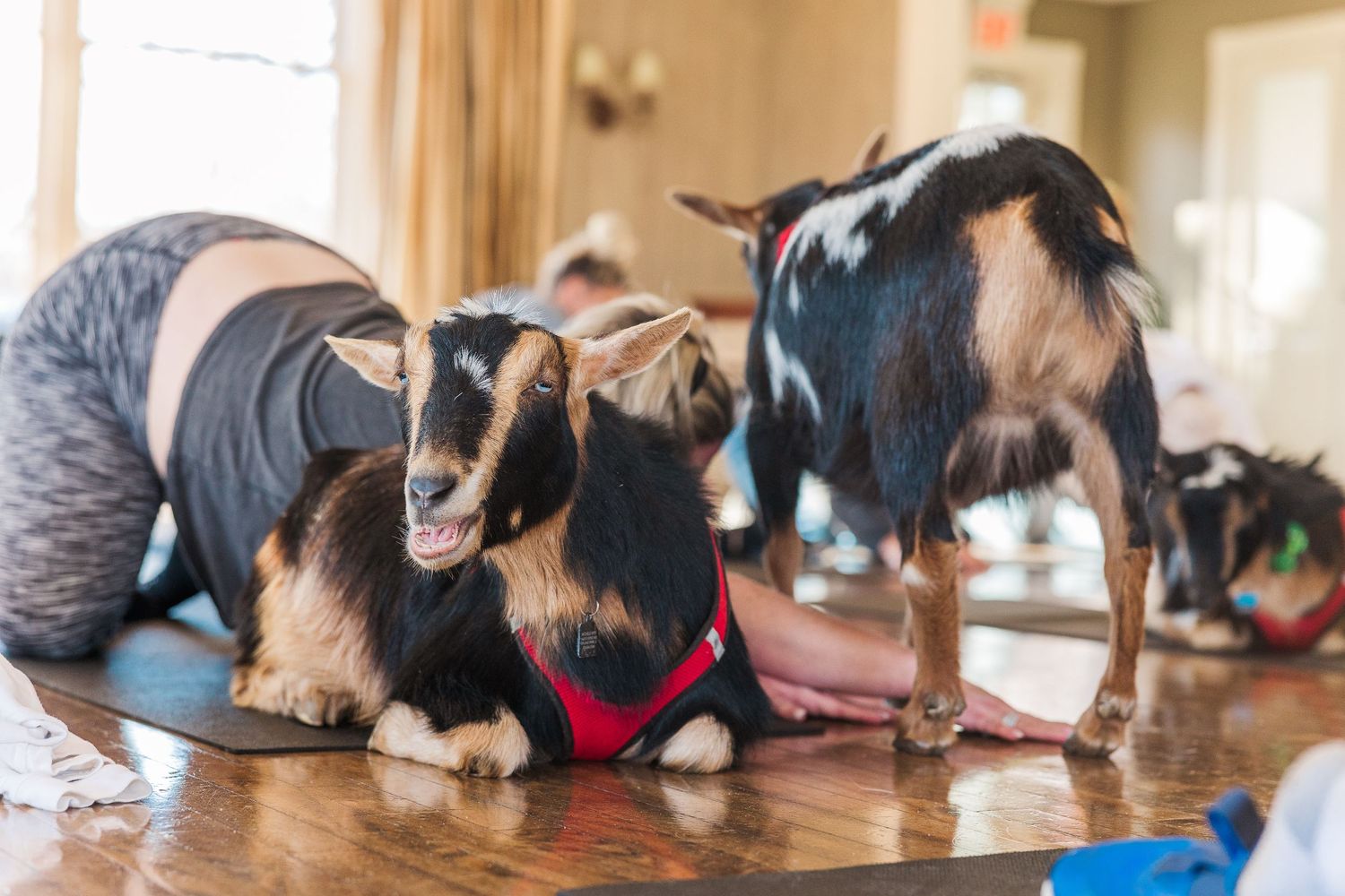 Two small goats with black and white markings wearing red harnesses exploring during yoga class.
