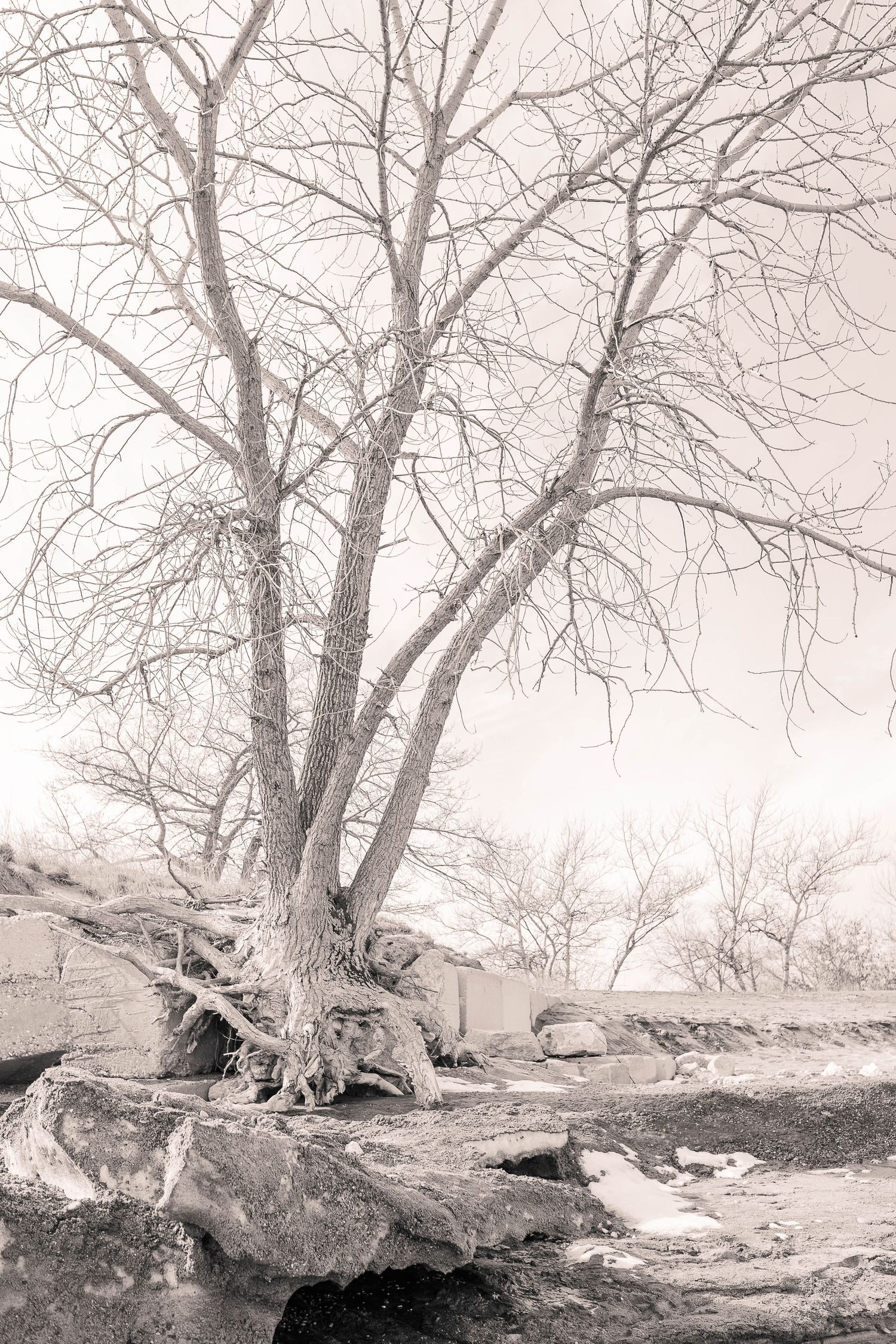 Bare winter tree with exposed roots growing on rocky terrain in black and white.