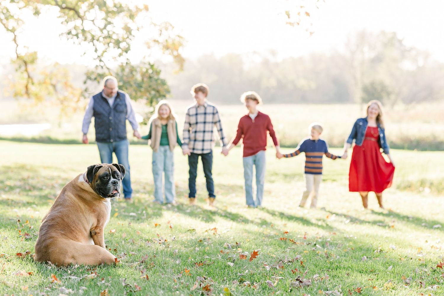 Family of seven holds hands and walks across a sunny grassy field while a large brown boxer dog sits in the foreground during autumn.