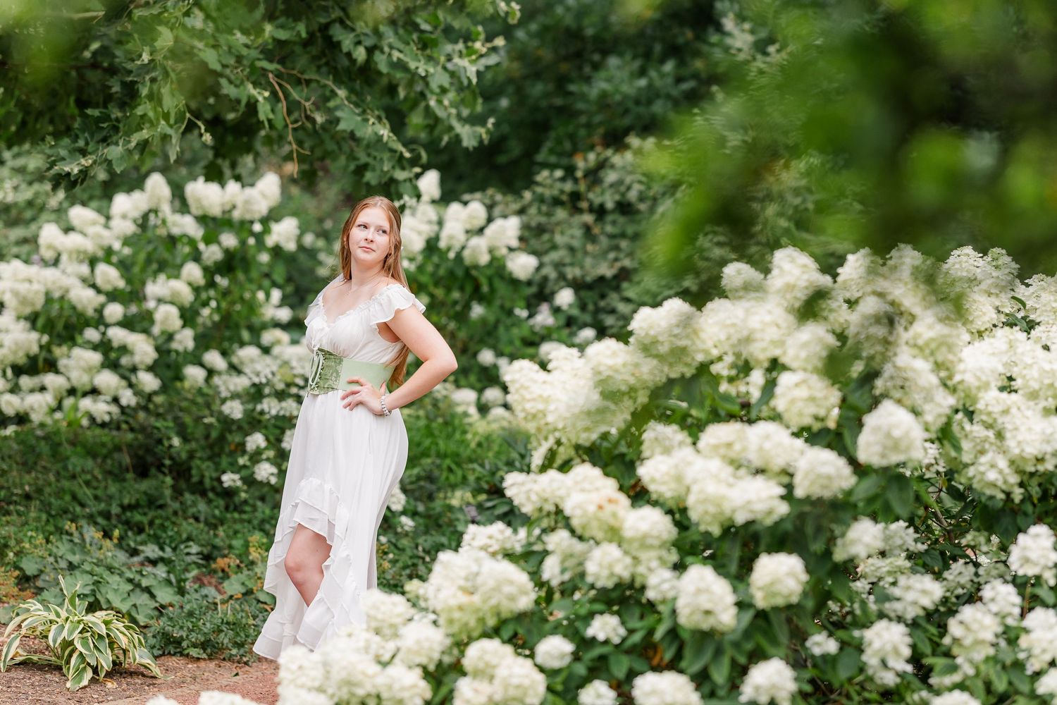 Bartlett High School senior stands among blooming white hydrangeas during her Cantigny Park portrait session.