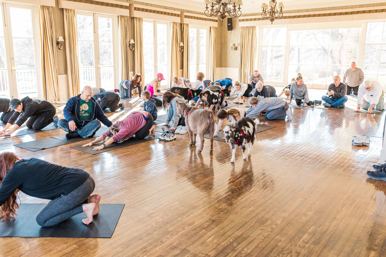 Goats wander among yoga participants doing poses on mats in a sunlit room.