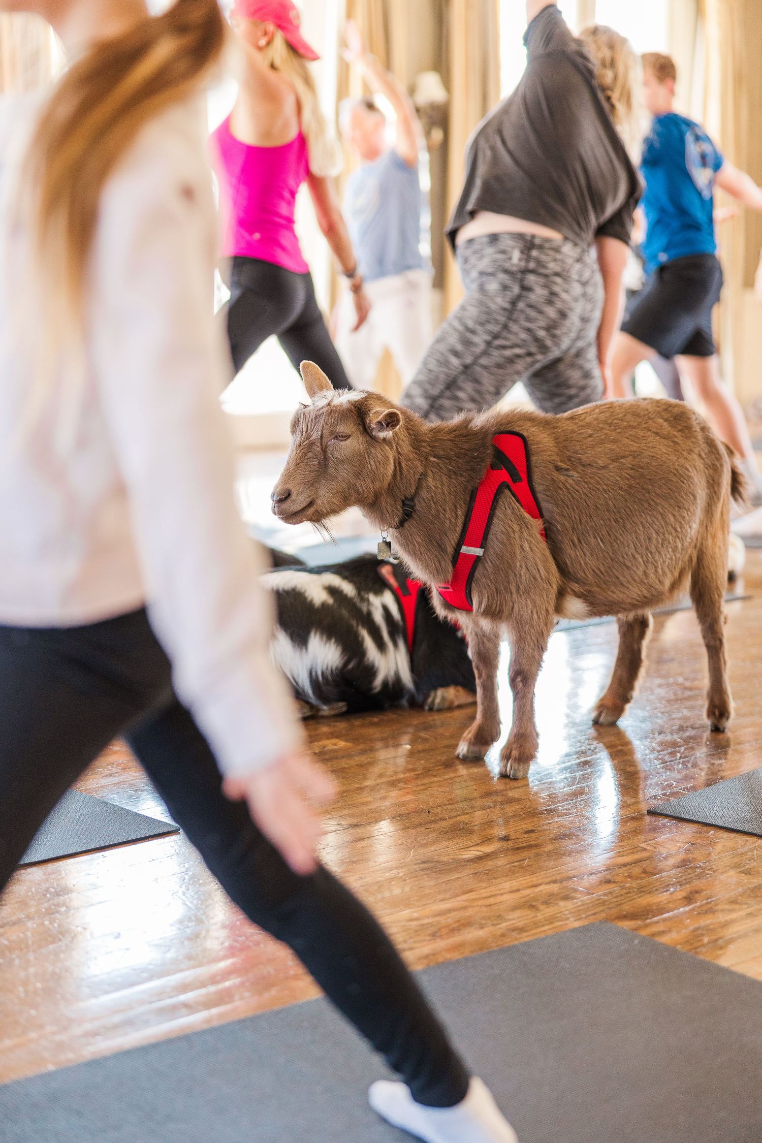 A small brown goat in red harness stands among exercising participants on yoga mats.