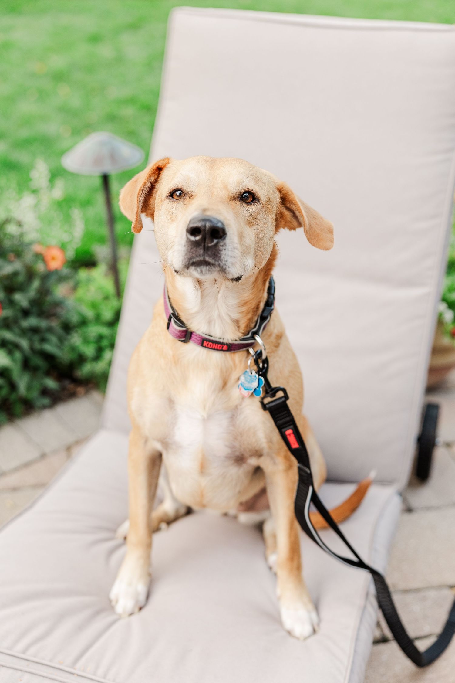 A golden retriever dog sitting alertly on a beige outdoor chair.