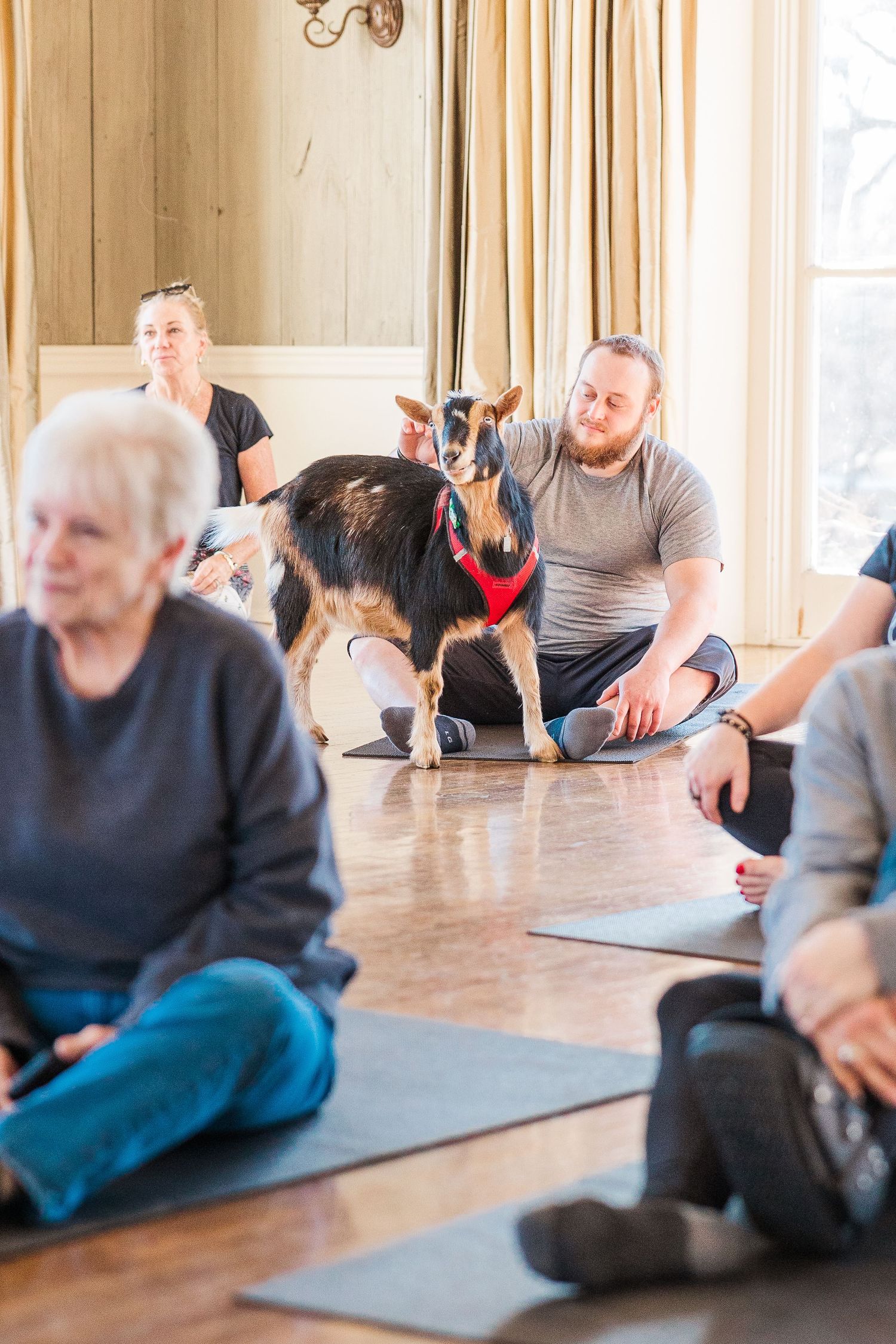 A Nigerian Dwarf goat in a red harness mingles with yoga participants on exercise mats.