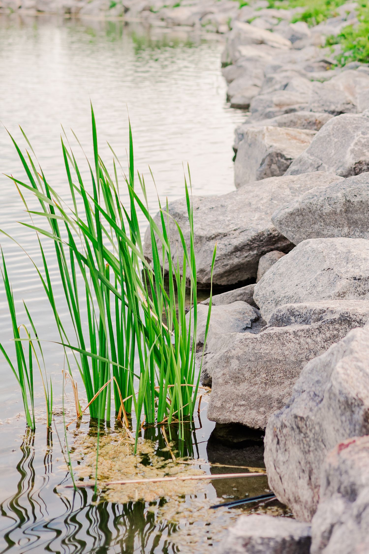 Tall reeds growing along a rocky shoreline with calm water reflections.