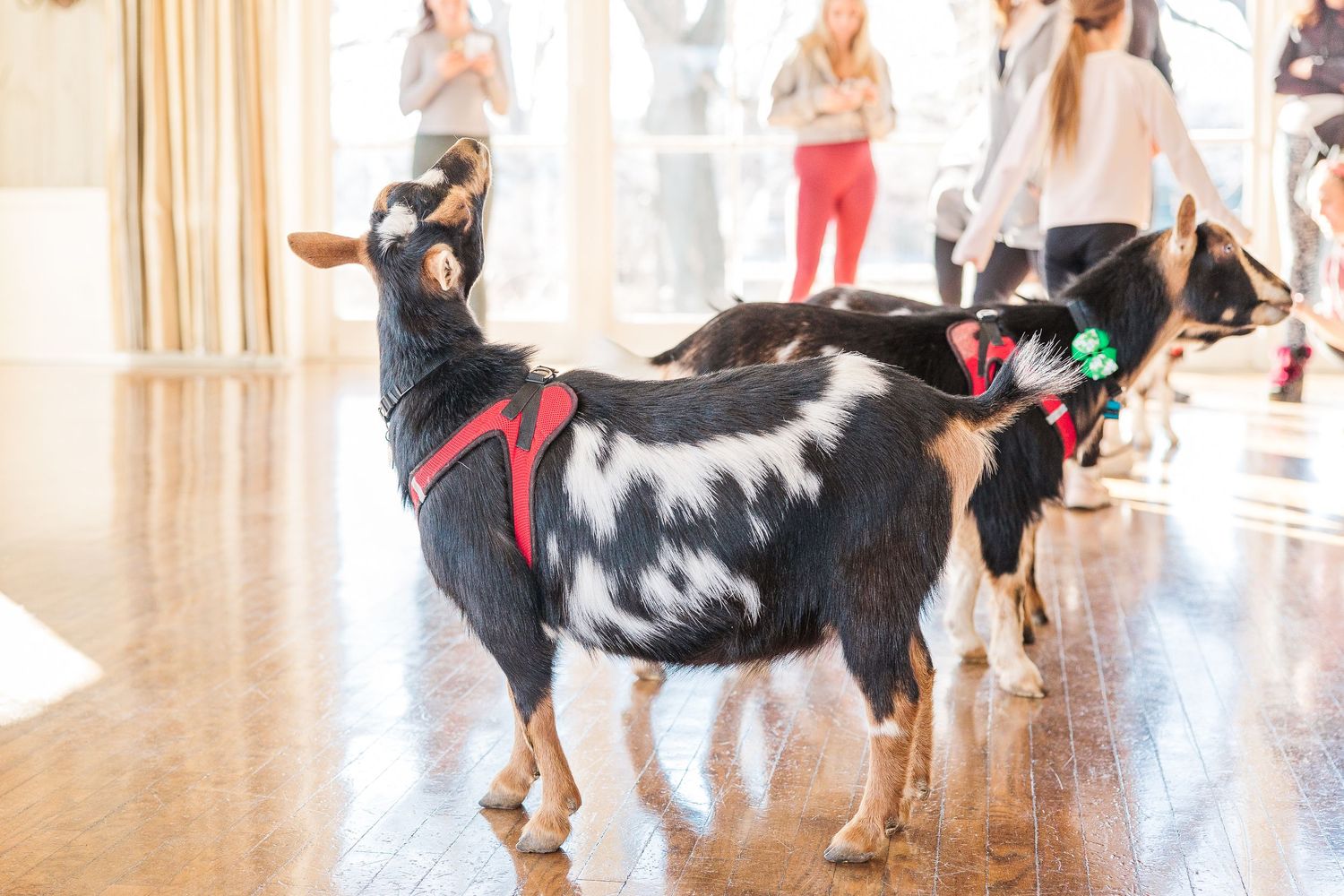 Black and white Nigerian Dwarf goats wearing red harnesses stand together on a shiny indoor floor.