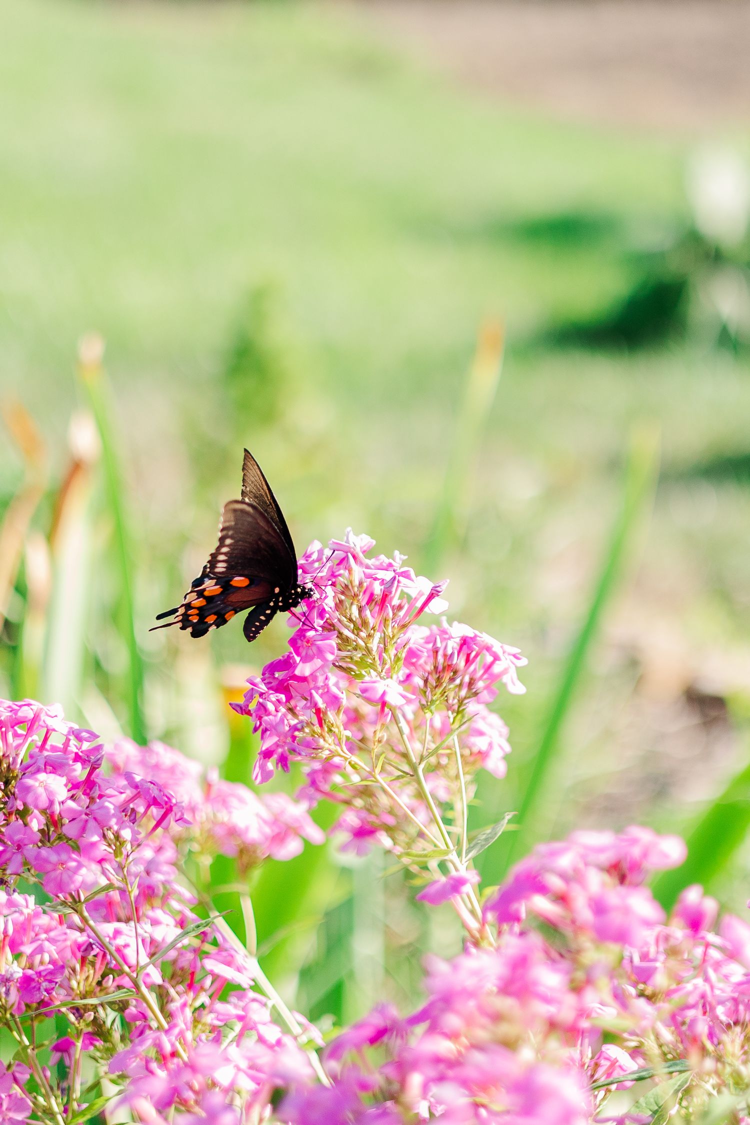 Black swallowtail butterfly landing on bright pink flowers in a garden.