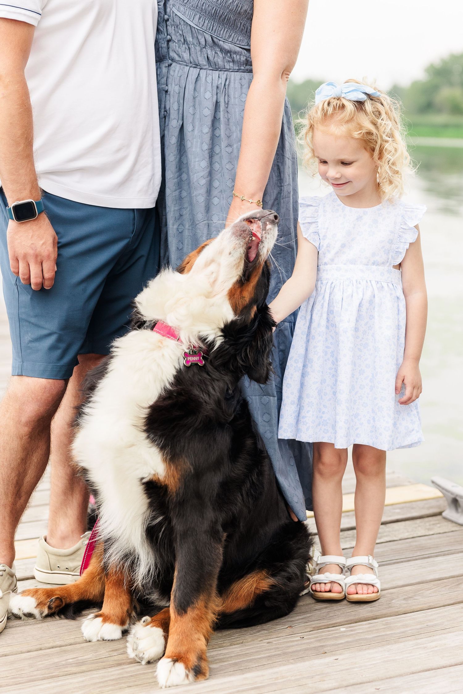 A Bernese Mountain Dog sits on a wooden dock next to a young girl in a white dress.