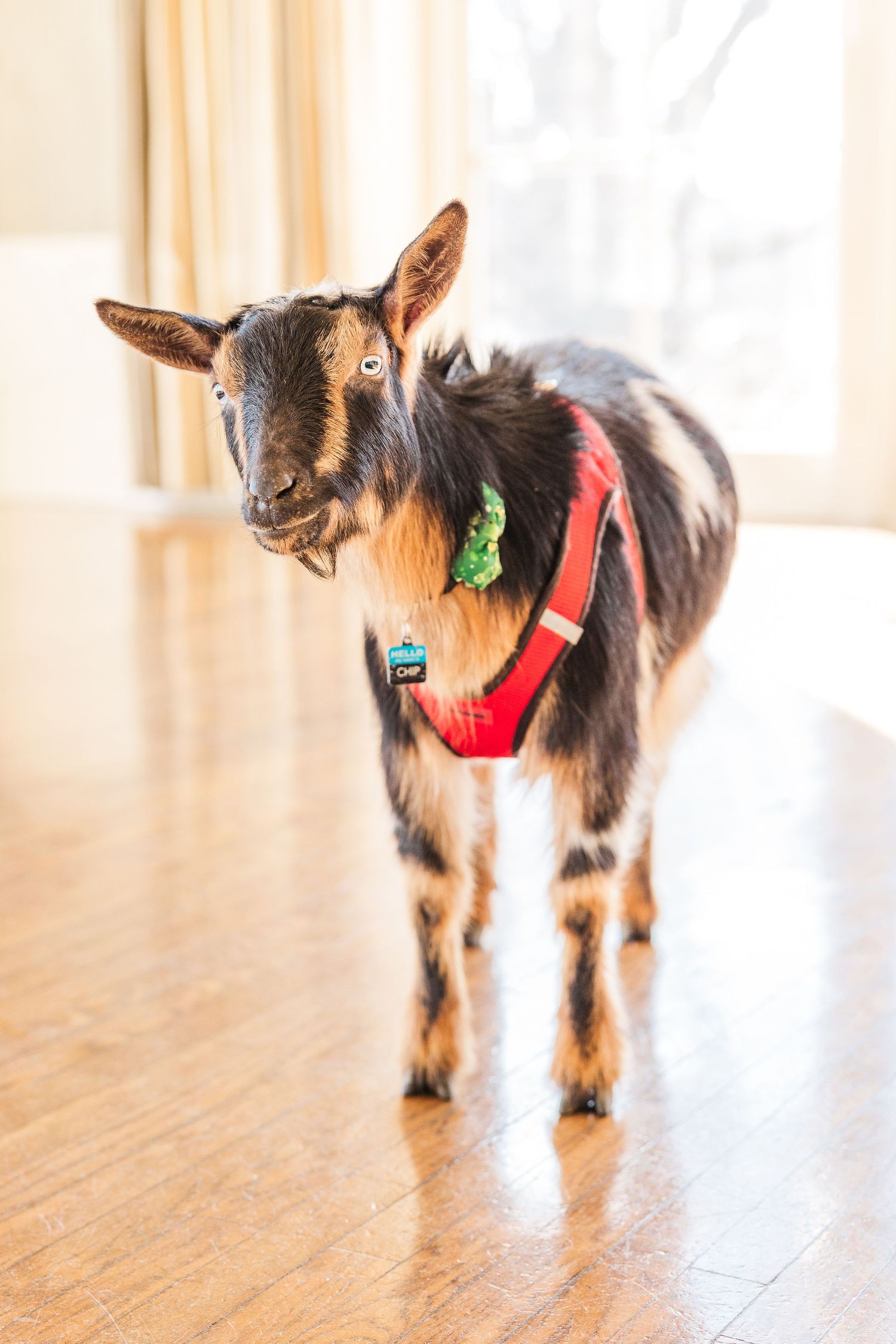 A black and tan baby goat wearing a red harness and green decoration stands on hardwood flooring.