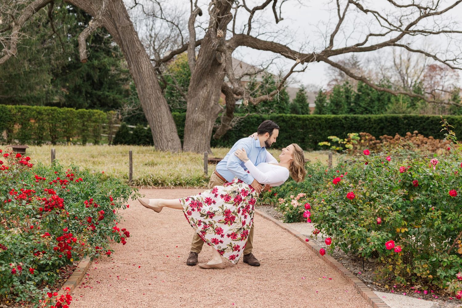 Couple dips in the rose garden at Cantigny park in wheaton il