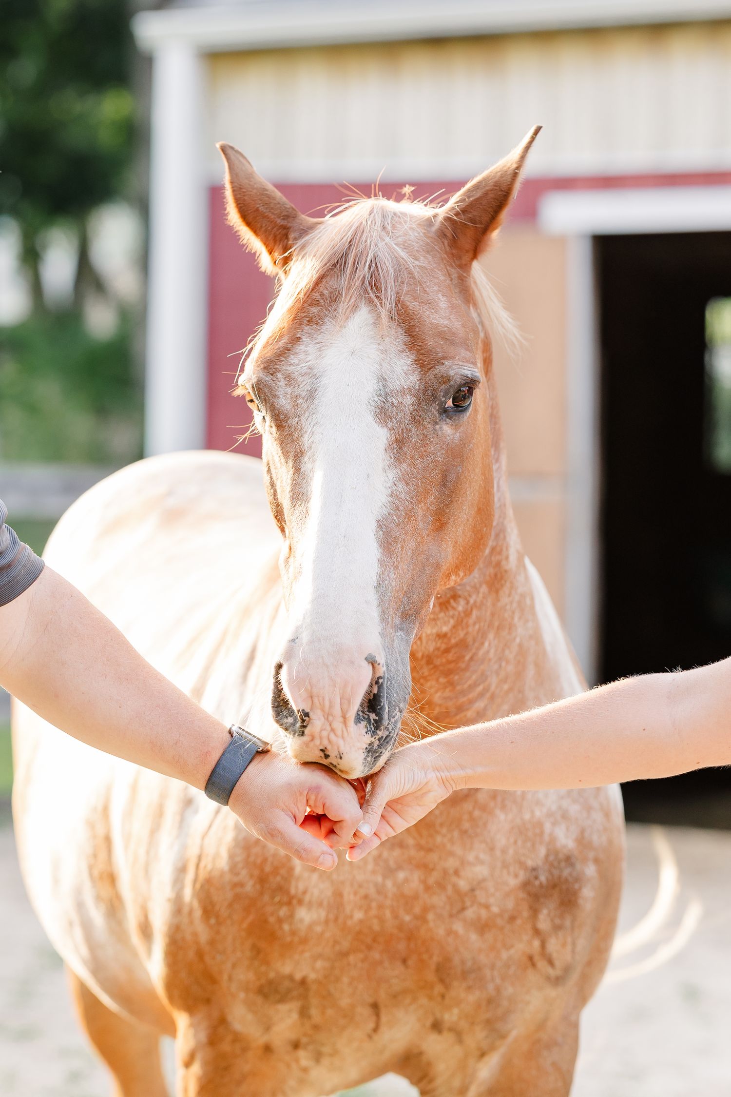 Horse being hand-fed at a family farm in Bull Valley, Illinois.