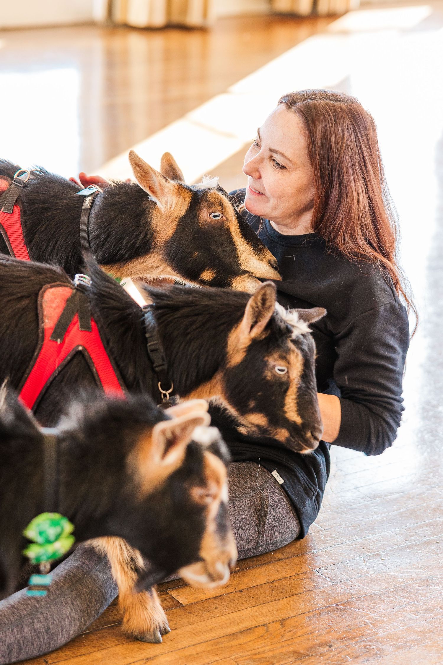 Multiple goats with red harnesses gather closely on a wooden floor in natural lighting.