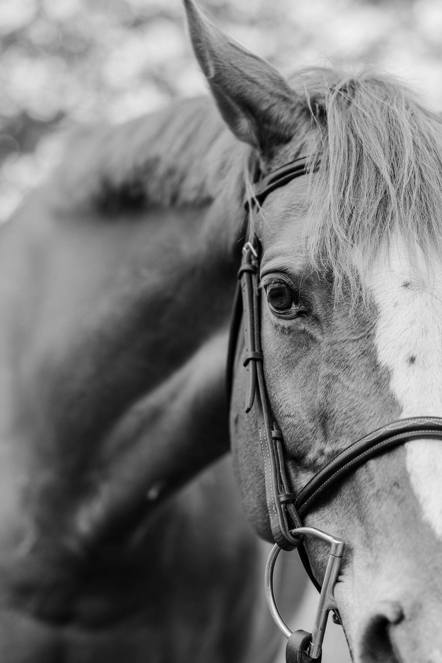 Black and white close-up portrait of a horse wearing a bridle, showing its eye and profile.
