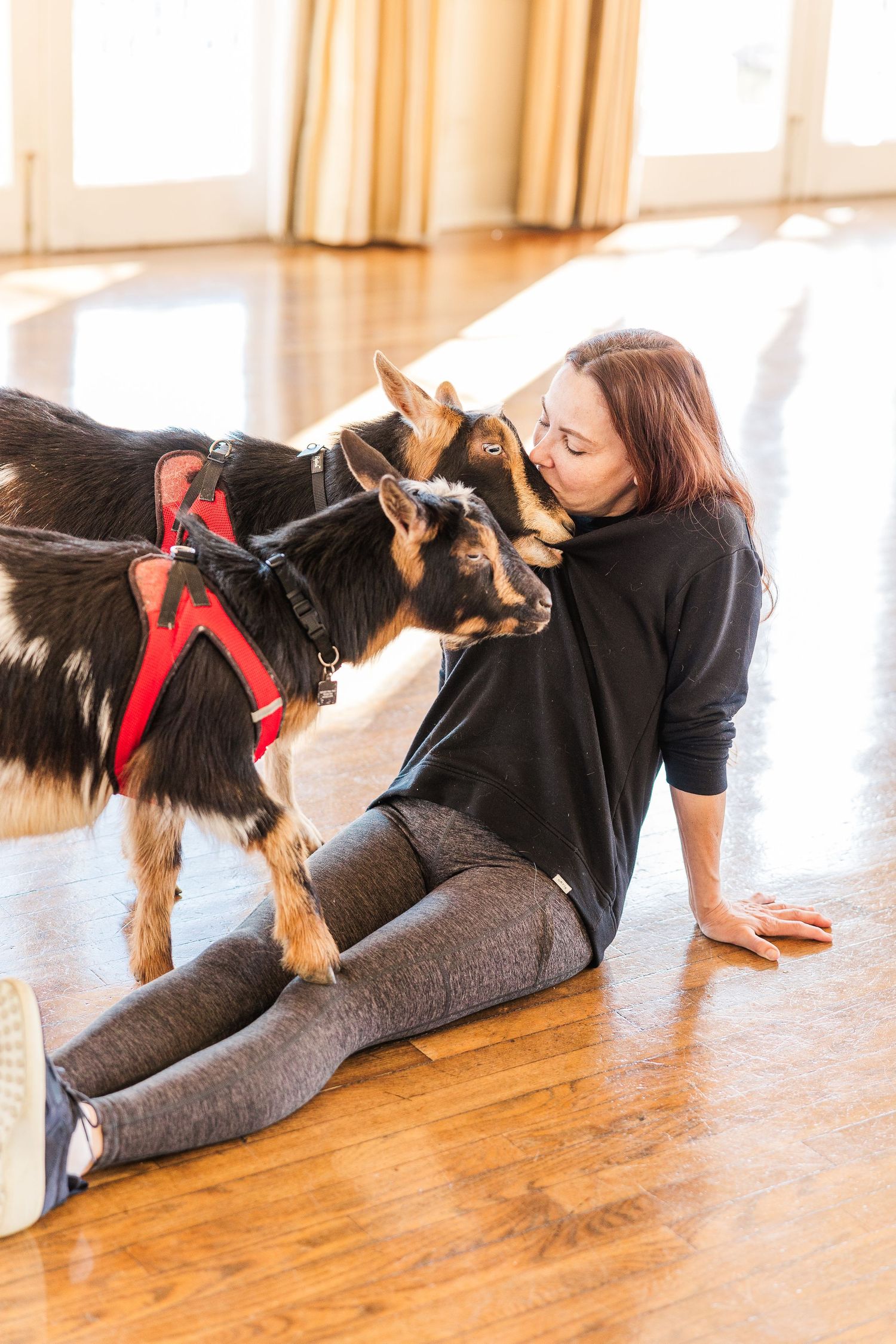 Goats wearing red harnesses interact playfully on a bright hardwood floor.