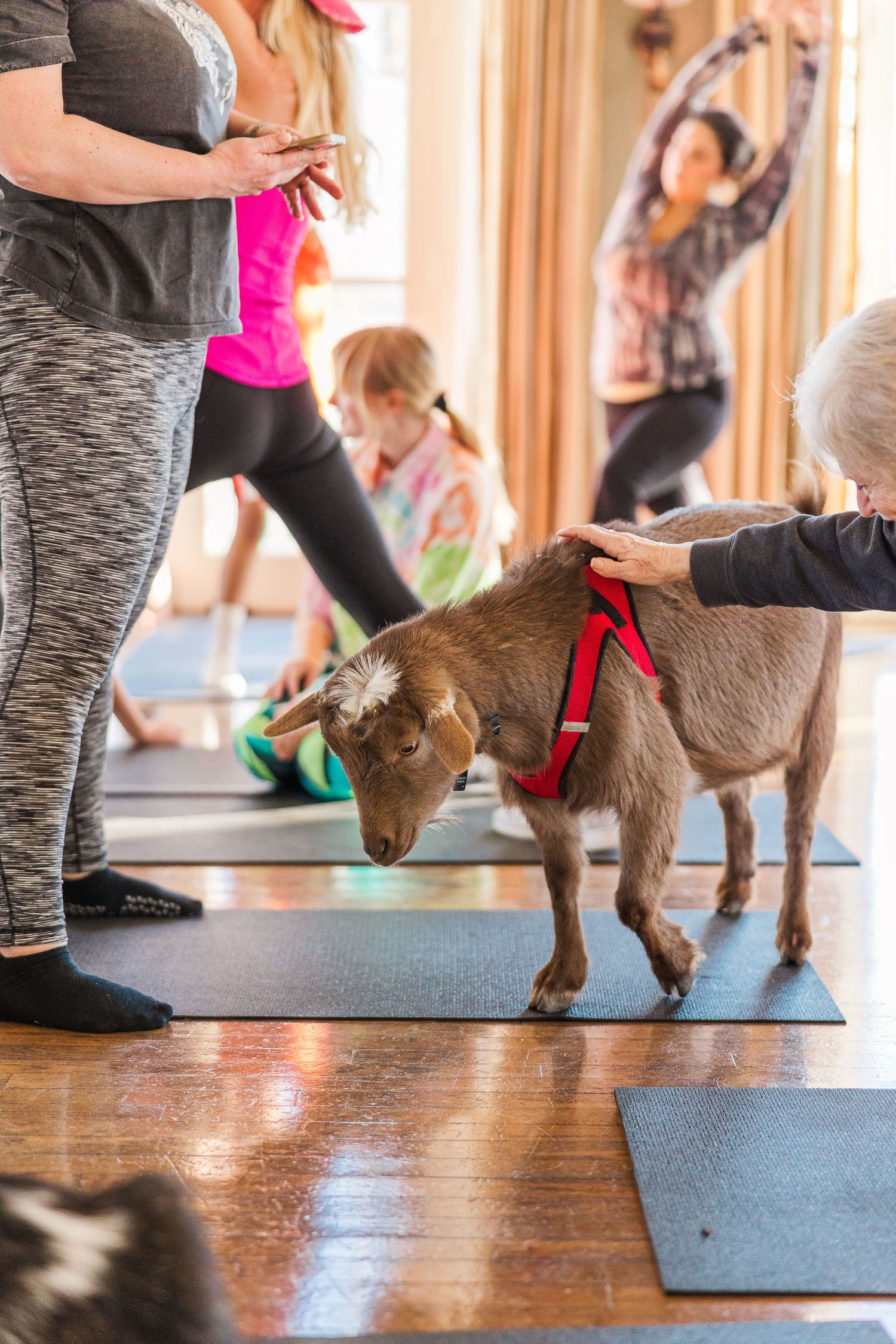 A brown goat wearing a red harness explores between yoga mats during an exercise class.