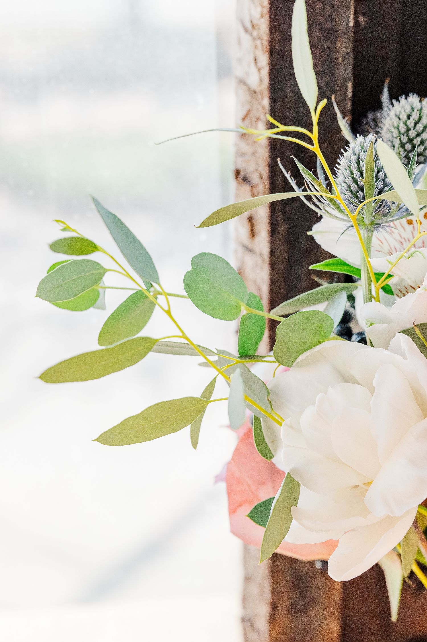White rose and eucalyptus leaves arranged against bright window light.