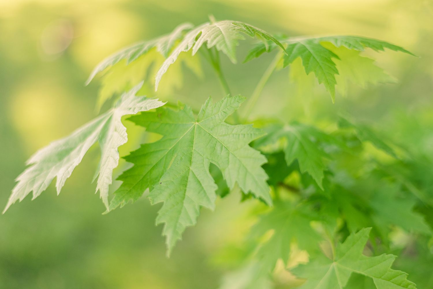 Fresh young maple leaves emerge with vibrant green color against a soft bokeh background.