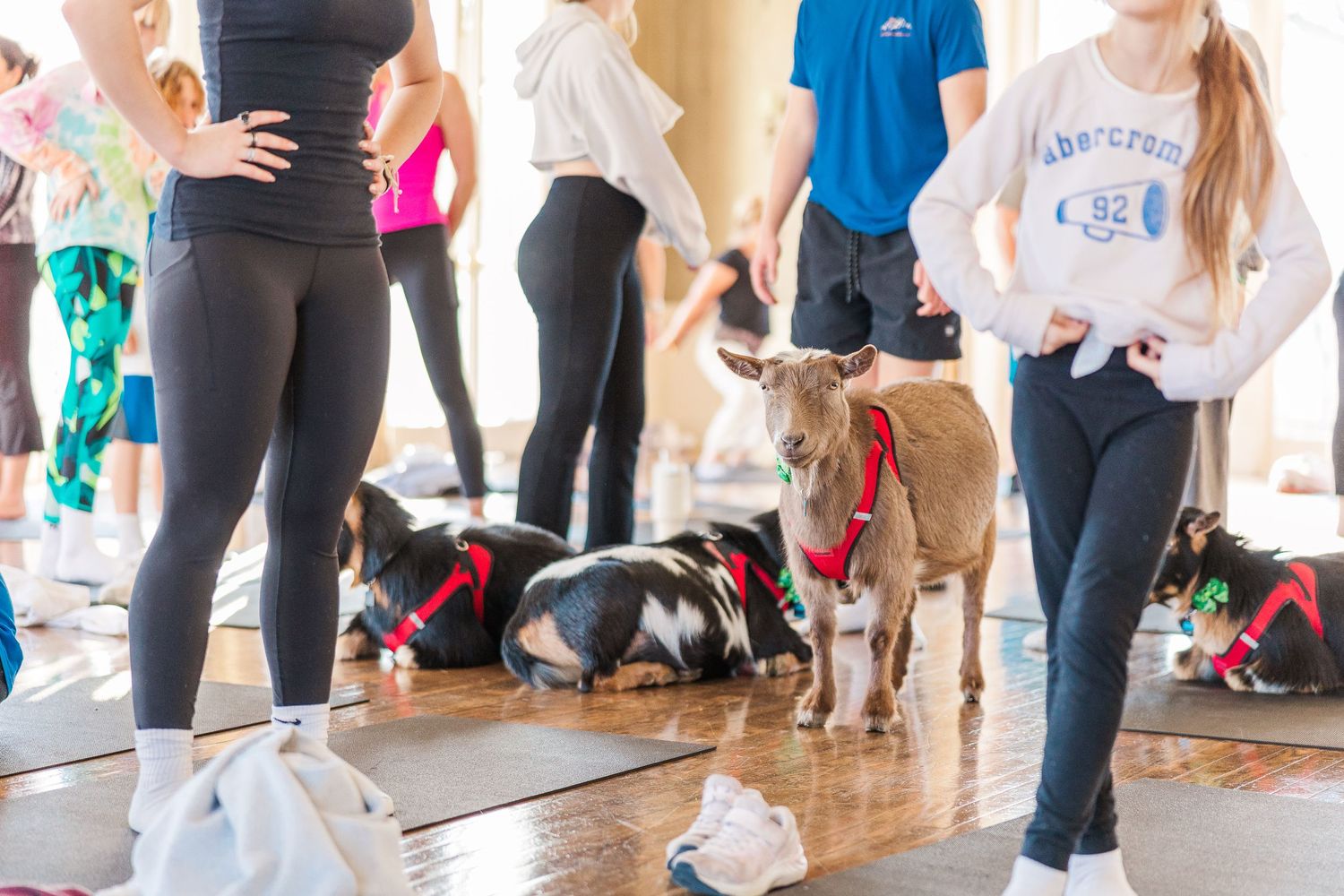 Dogs and their owners gather on yoga mats during a dog-friendly fitness class in a bright studio space.