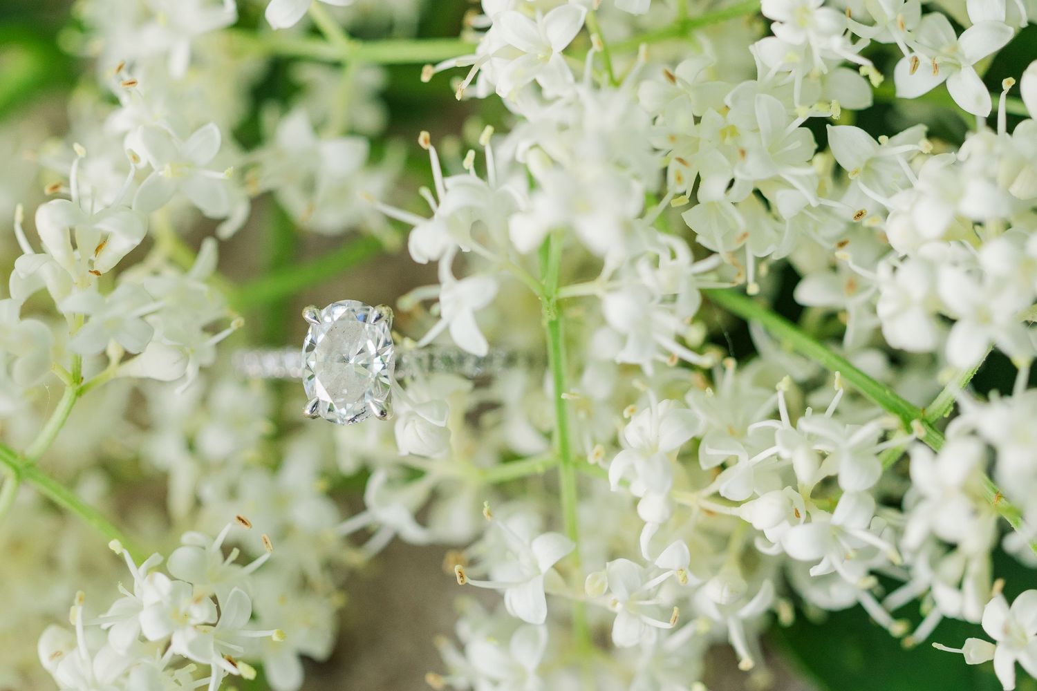 Diamond engagement ring nestled among delicate white flowers in macro photography.