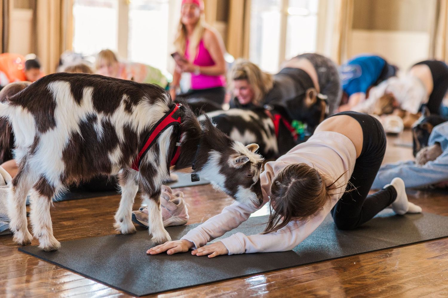 Goats interacting with yoga practitioners in child's pose on black mats.