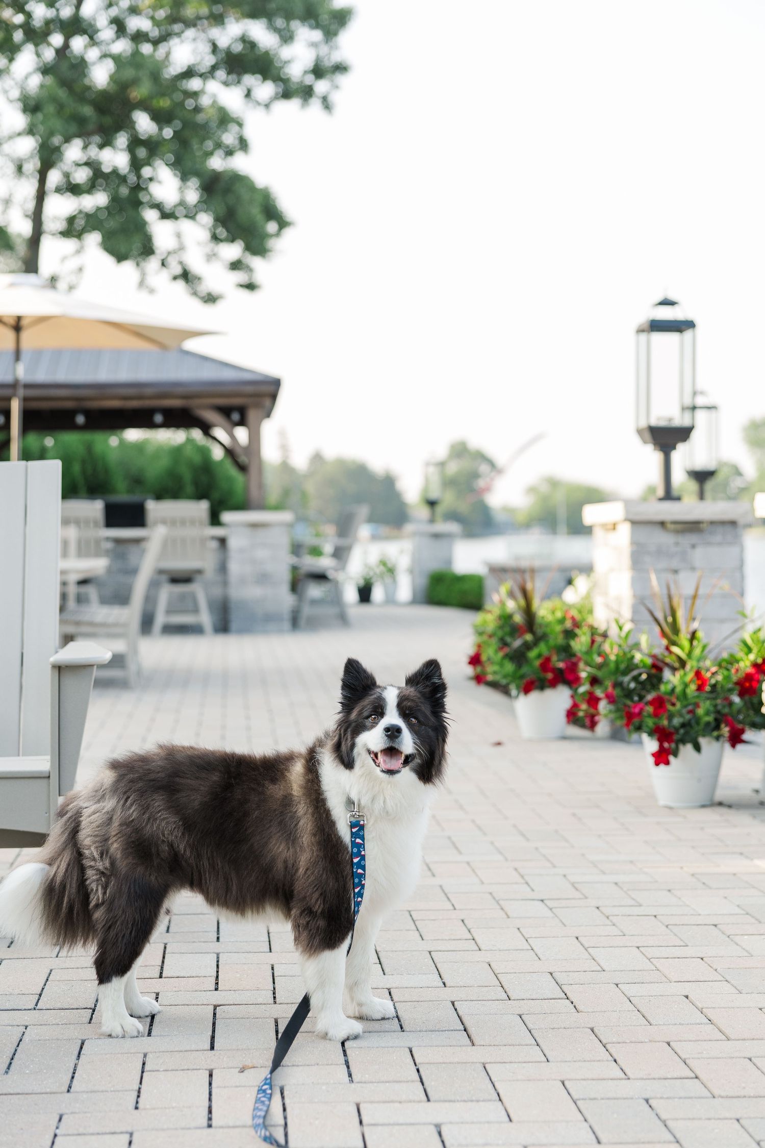 Dog portrait during Pistakee Lake family photos in Johnsburg, Illinois