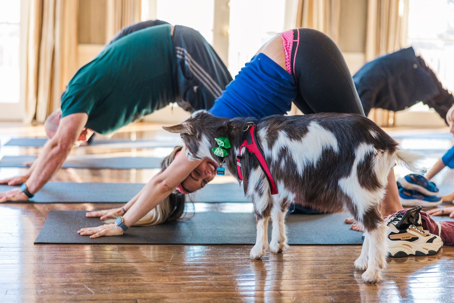 A black and white spotted dog walks between yoga practitioners in a sunlit studio.