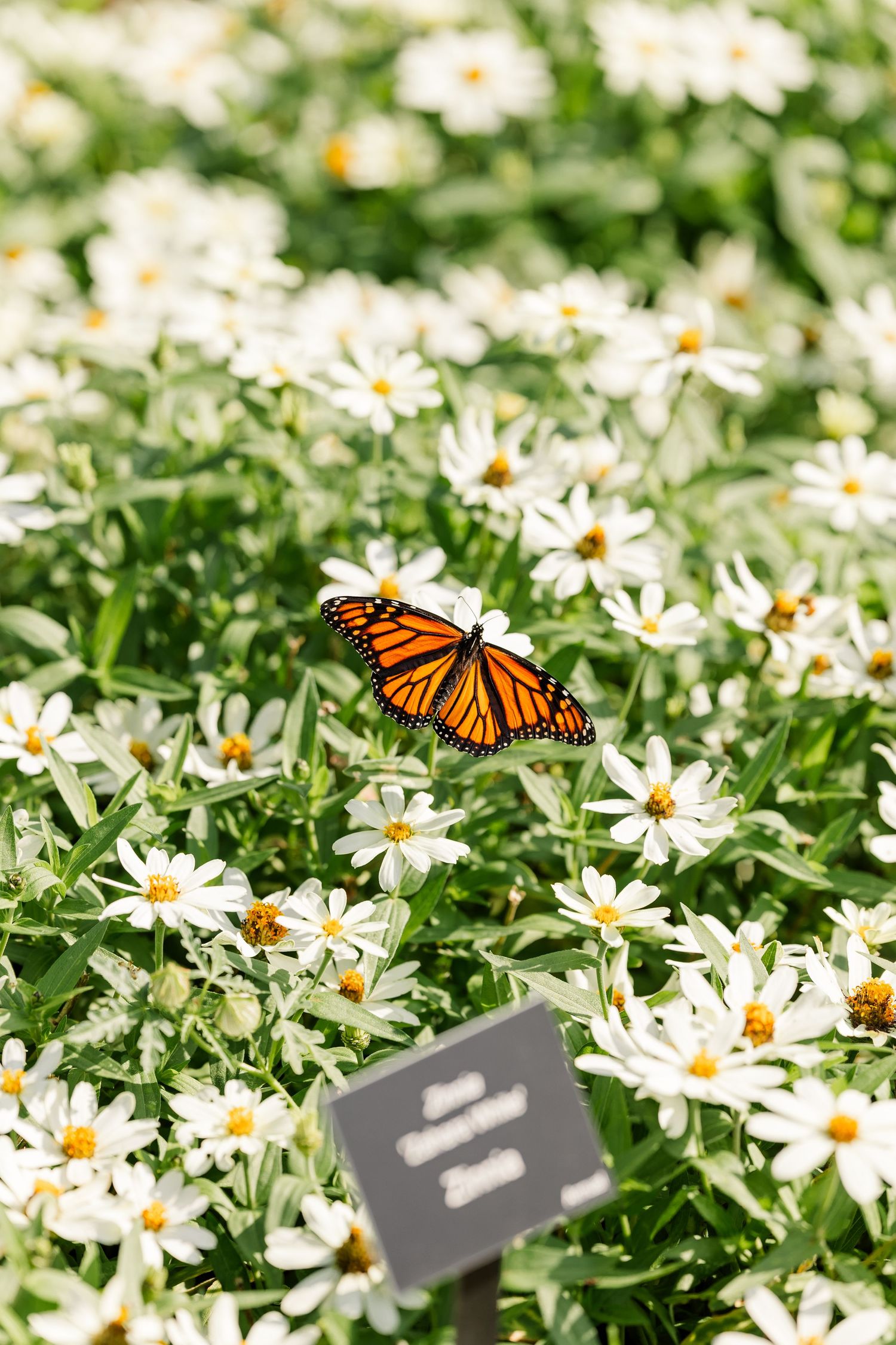 Monarch butterfly resting on white flowers in the Octagon Garden at Cantigny Park.