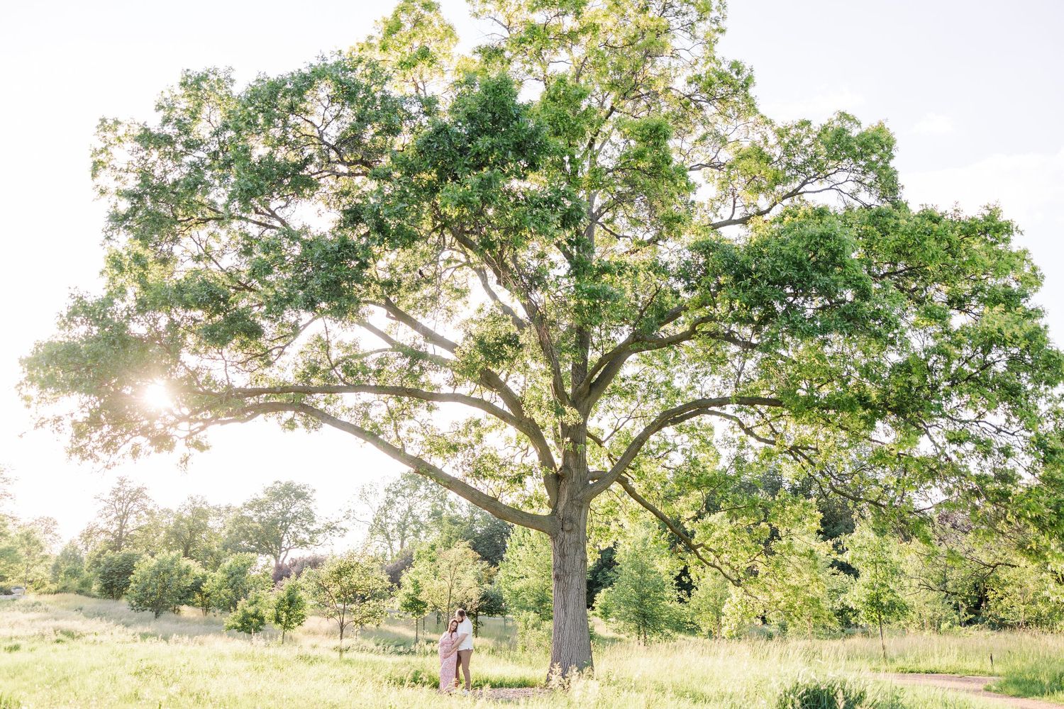 Wide maternity portrait under a large tree at Cantigny Park in Wheaton Illinois with expecting parents in golden light
