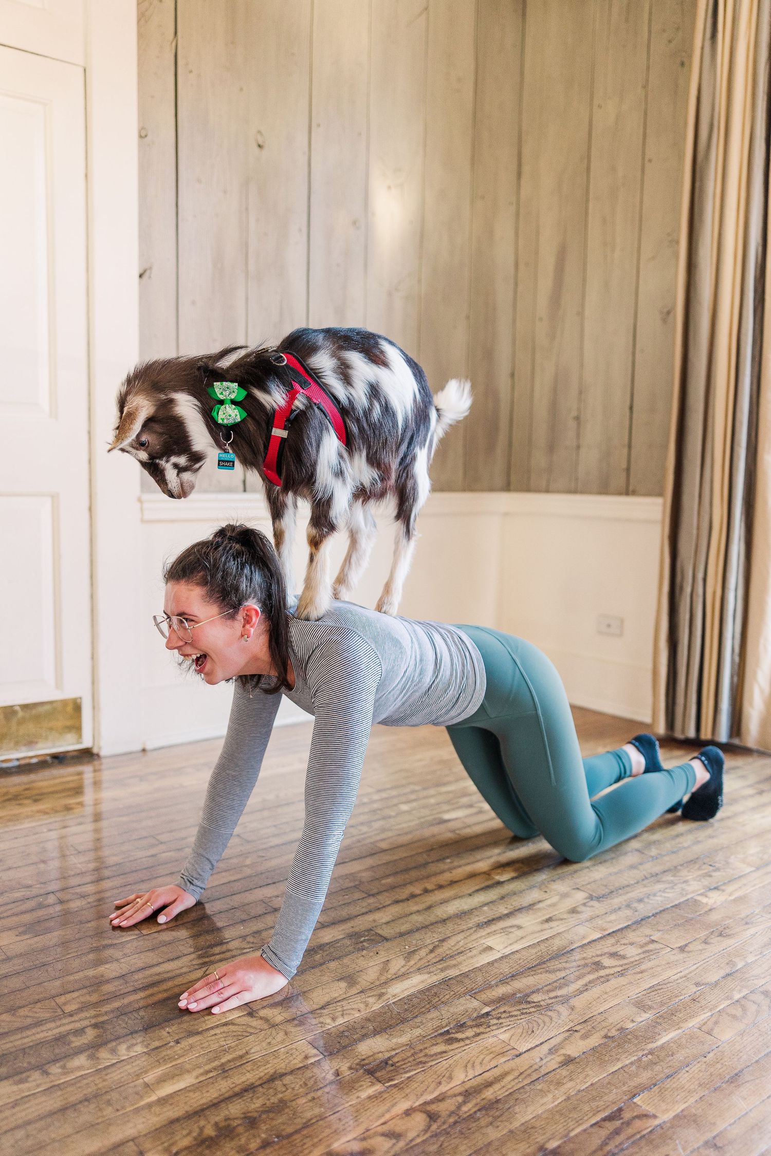 A spotted goat balances on someone during a goat yoga class on hardwood floors.