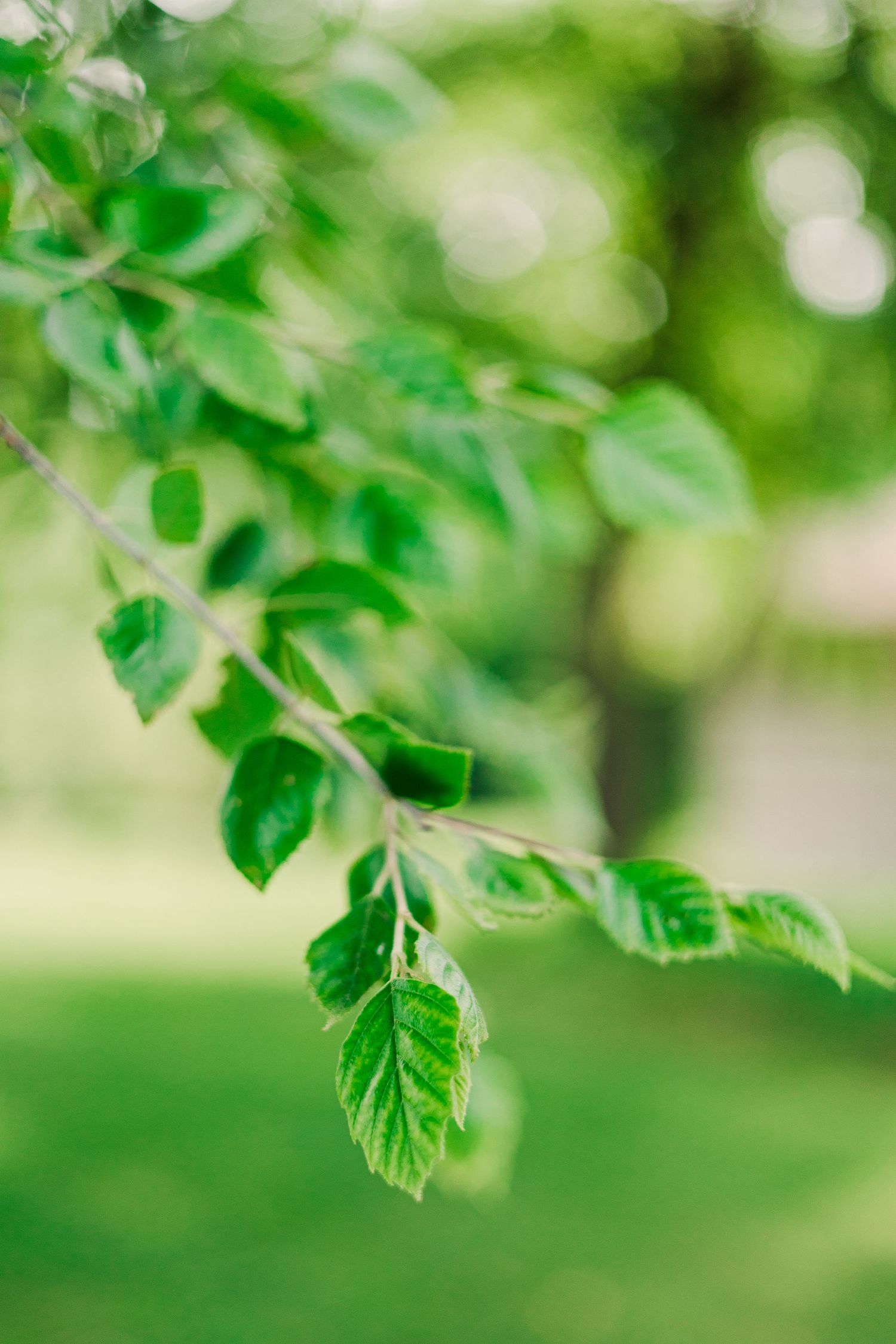 Fresh green leaves on a branch with soft bokeh background in natural sunlight.