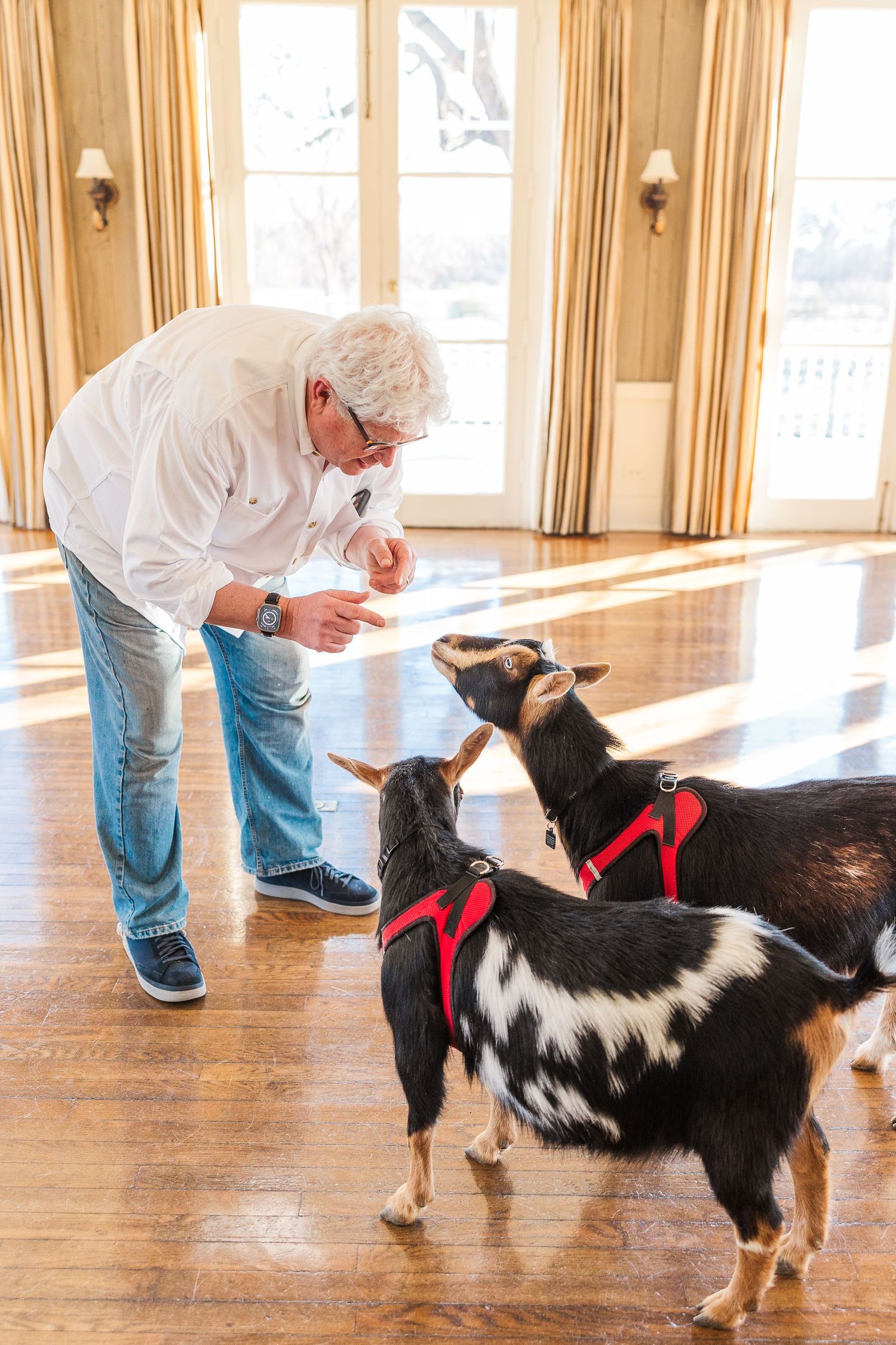 Two black and white goats wearing red harnesses interact with someone during an indoor activity.