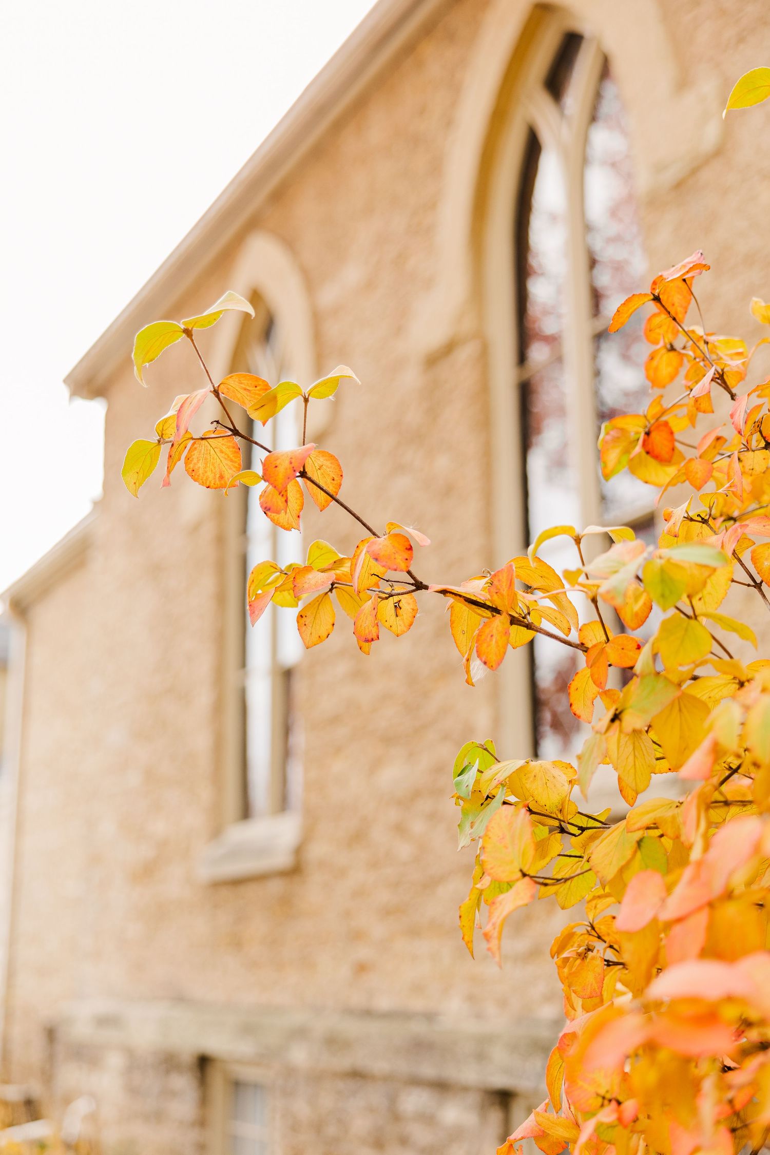 Golden autumn leaves frame a historic building's arched window.