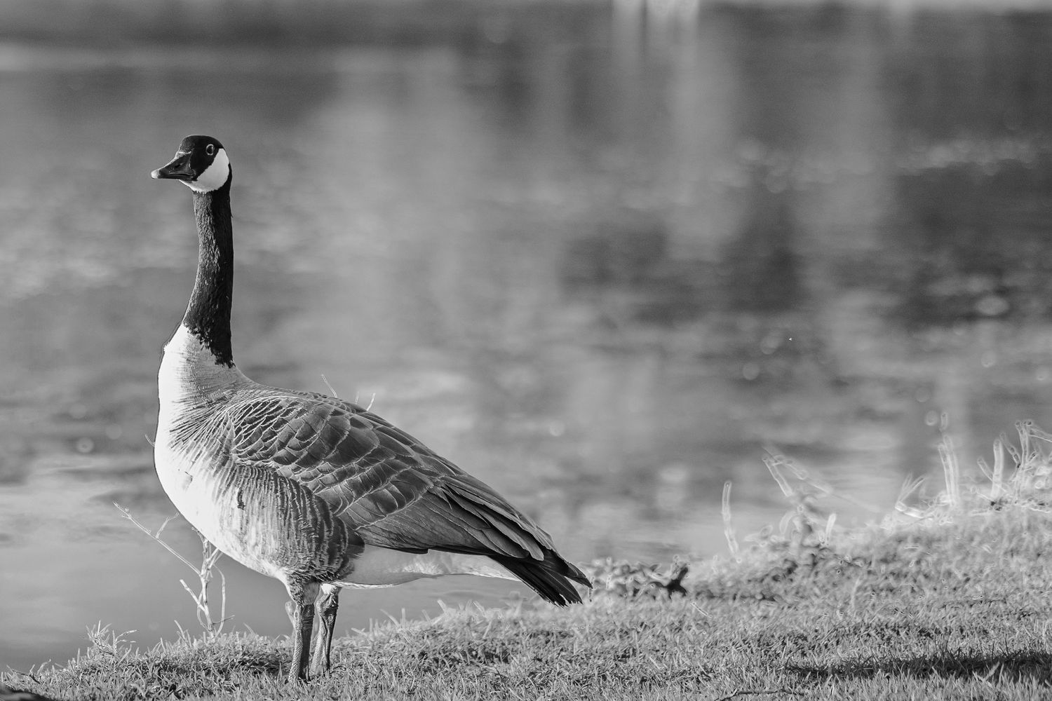 Black and white photo of a Canada goose standing by a reflective lake.