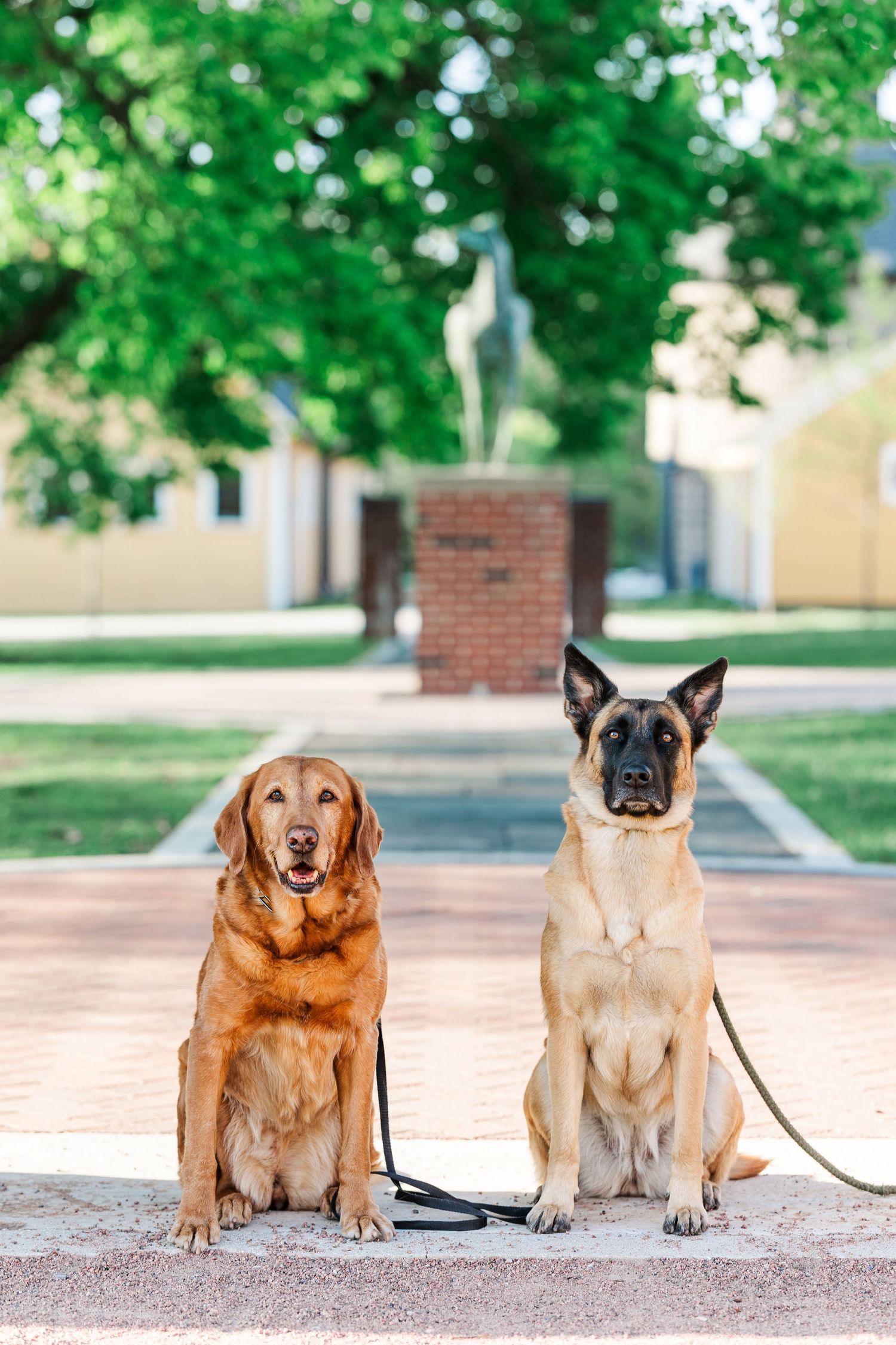 Two dogs sitting together during an engagement session at St. James Farm Preserve