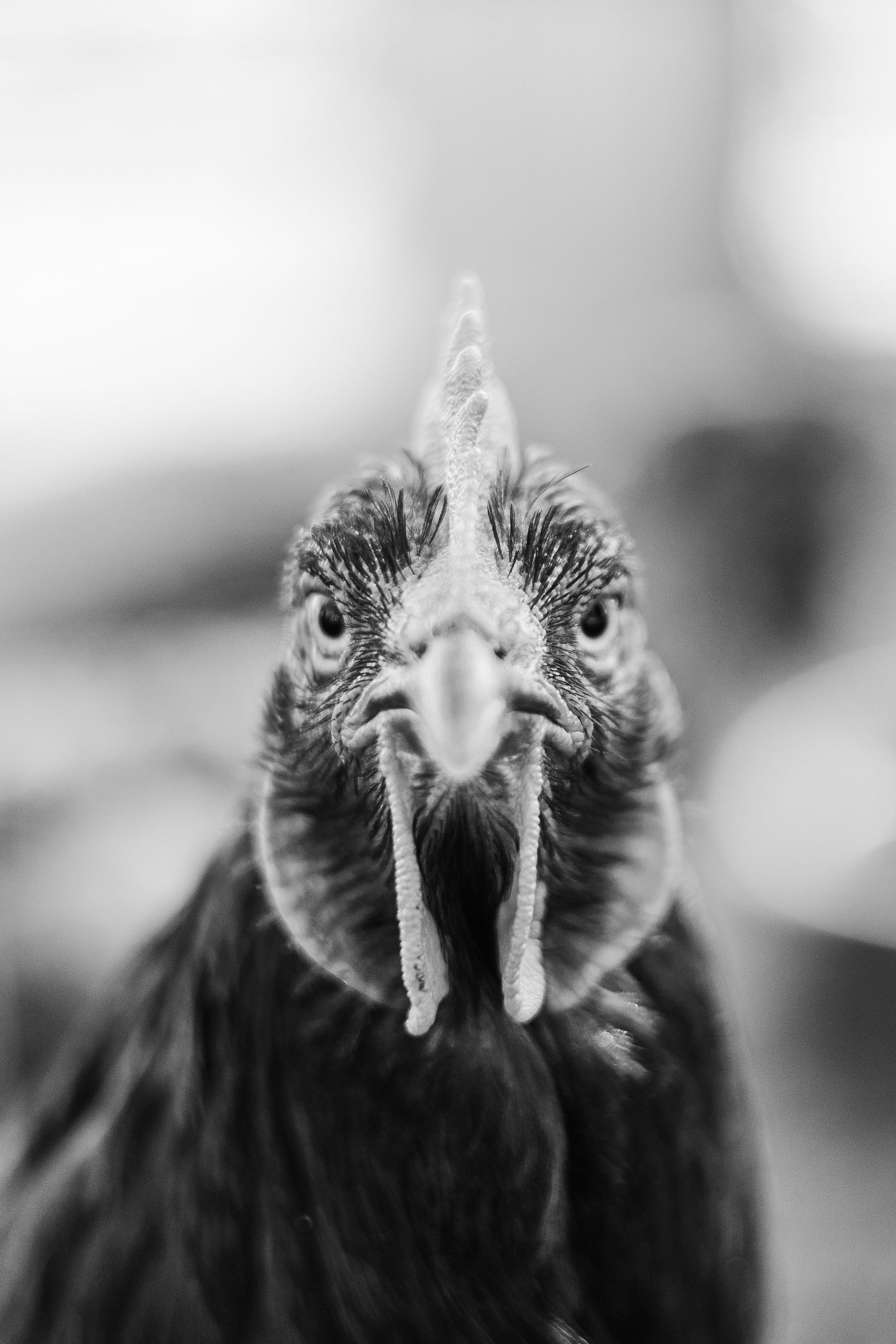 Black and white close-up of a rooster's face showing intense eyes and detailed features.