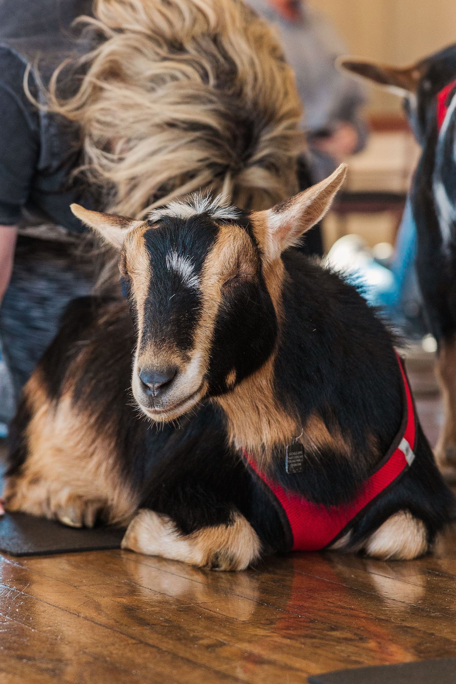 Close-up of a black and tan baby goat wearing a red harness resting on wooden floor.