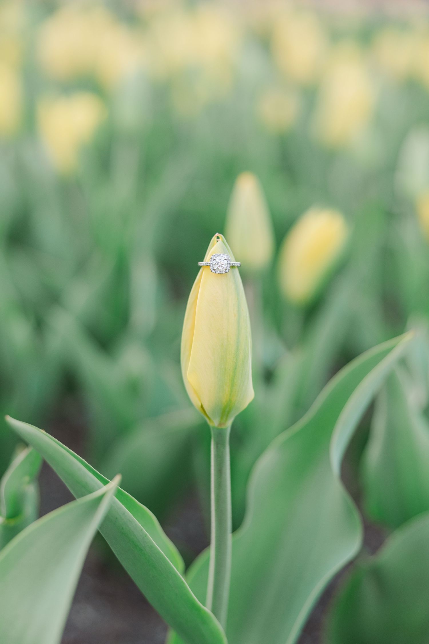 Close-up of yellow tulip bud with engagement ring balanced on top in garden setting.