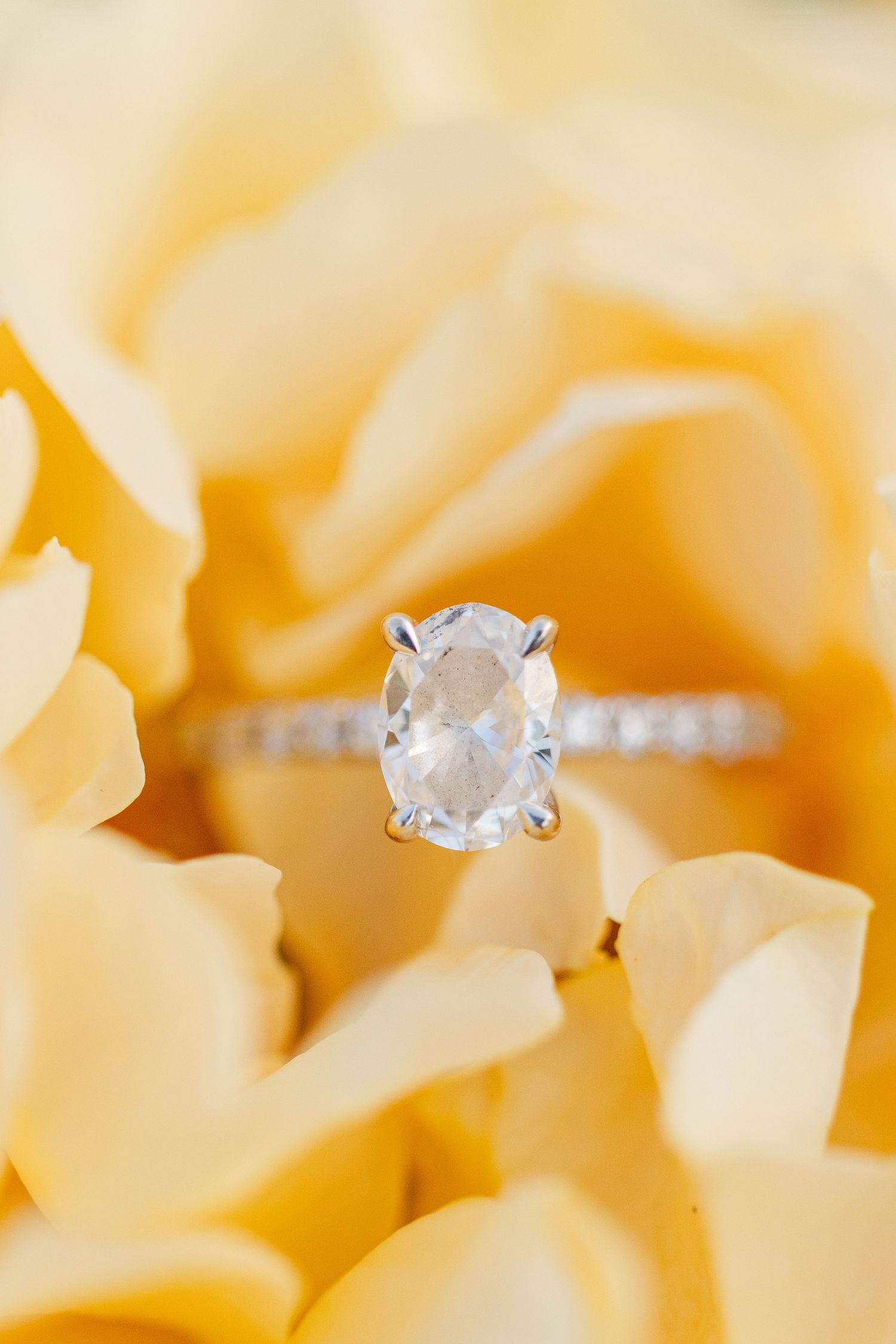 Sparkling oval cut diamond engagement ring displayed on soft cream rose petals.
