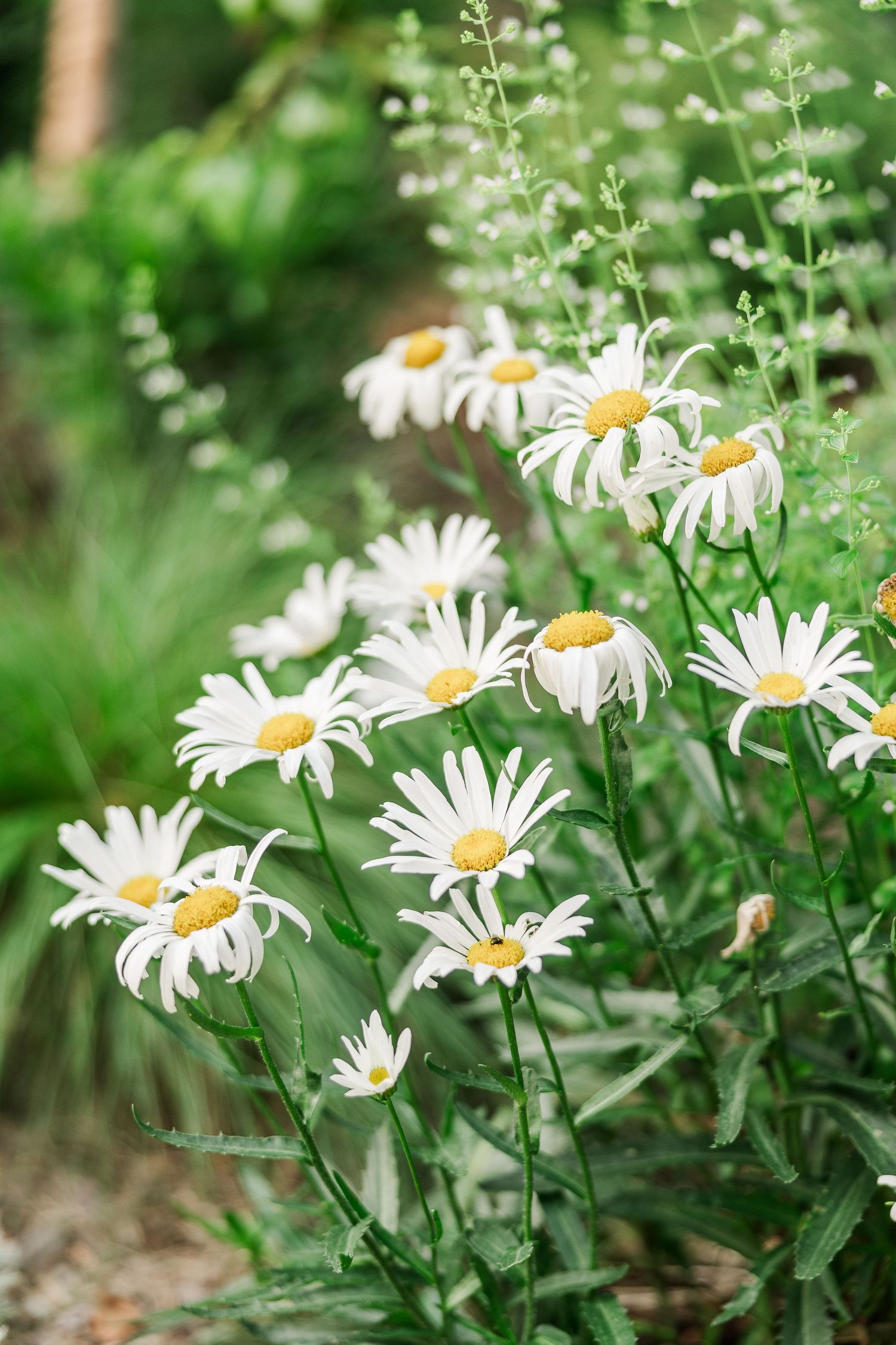 Fresh white daisies blooming in a garden with soft green foliage in the background.