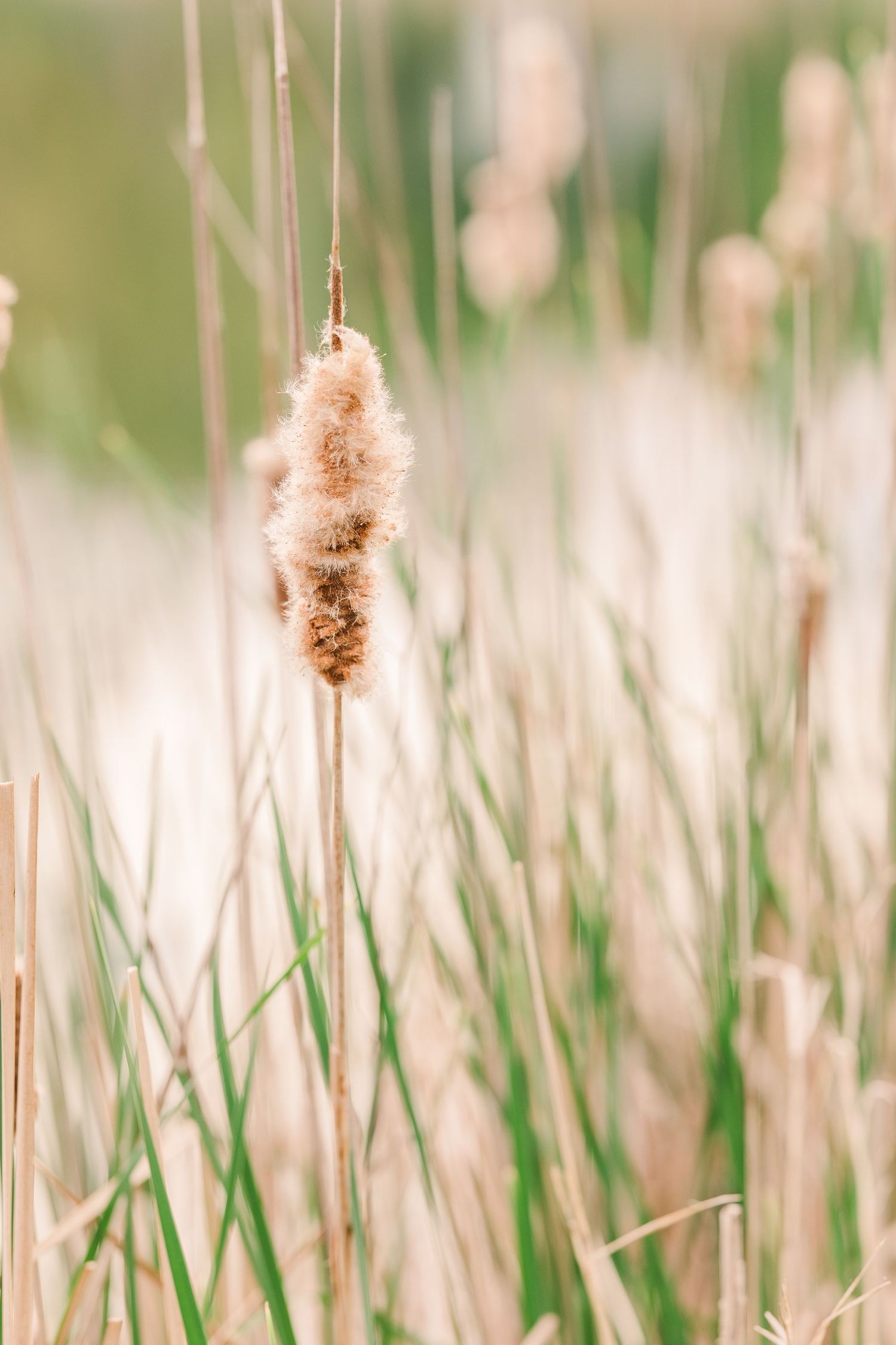 Close-up of cattails with soft focus in natural lighting.