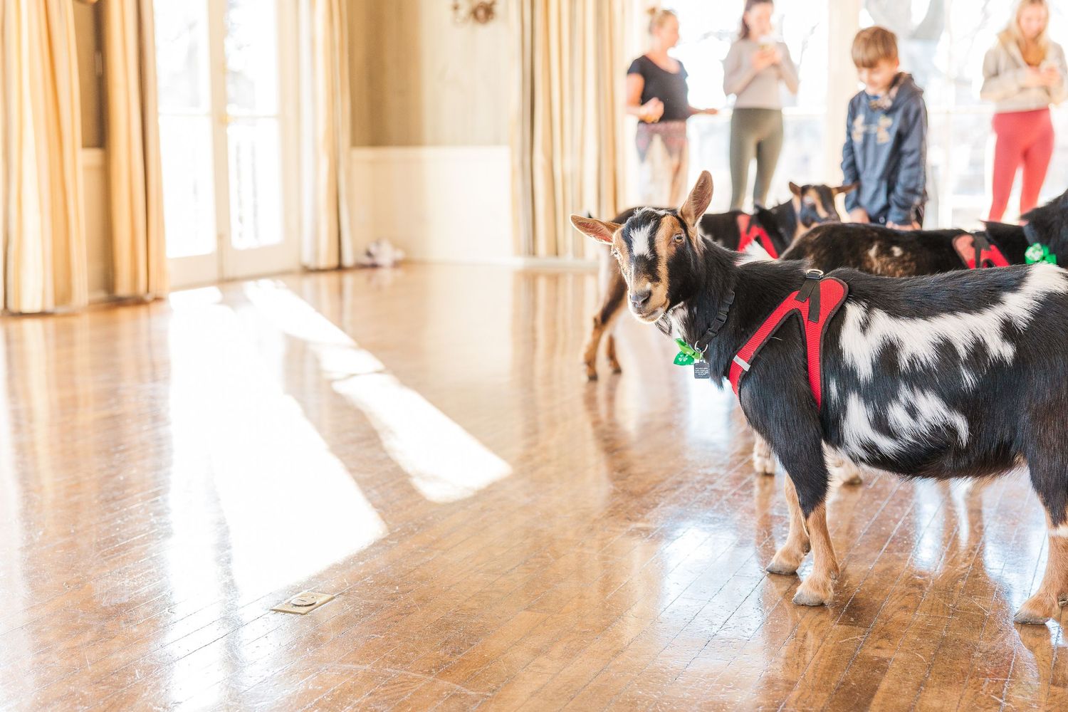 Several Nigerian Dwarf goats in red harnesses stand on a polished hardwood floor during a group activity.