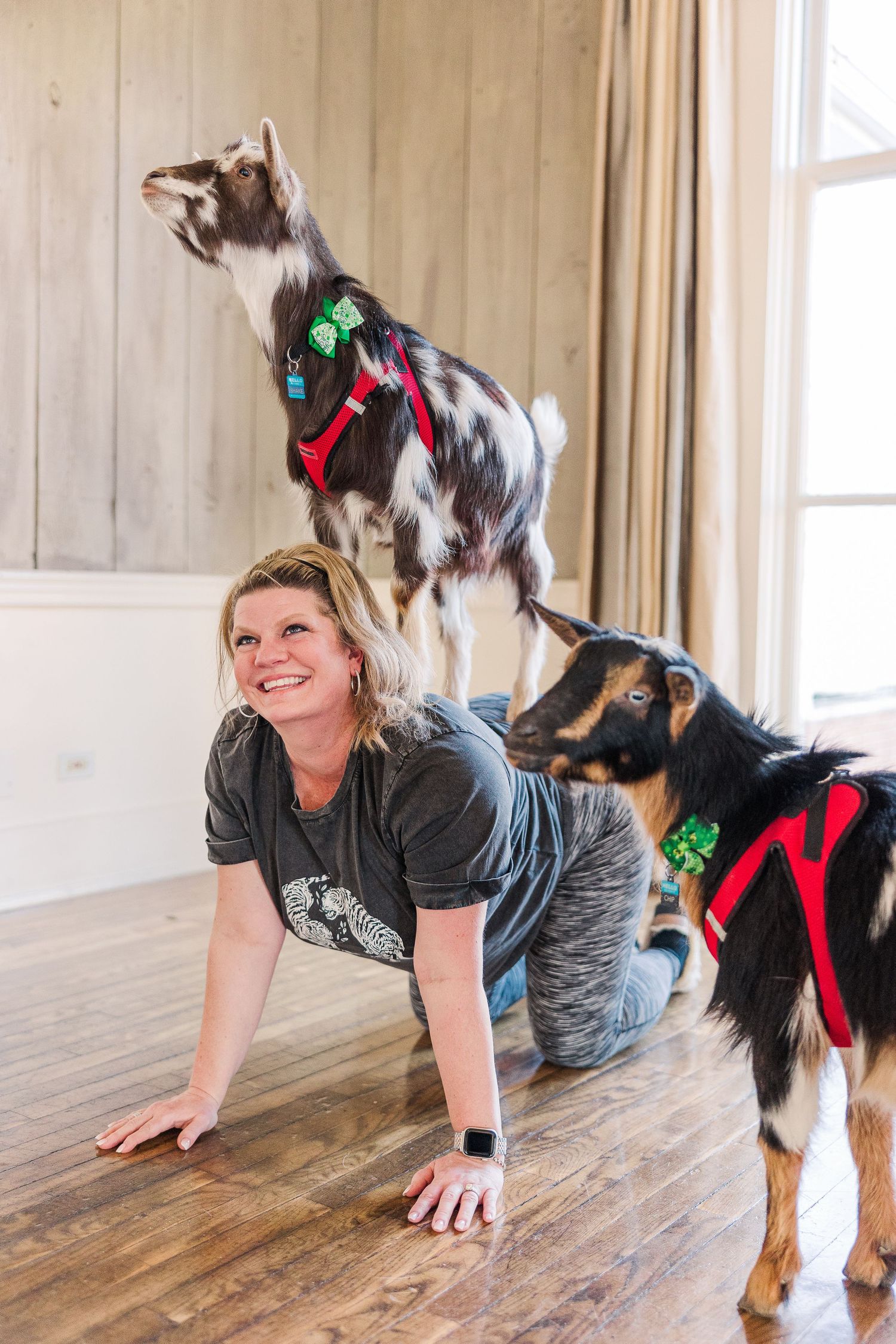Two goats stand on someone doing yoga poses on a wooden floor in a bright room.