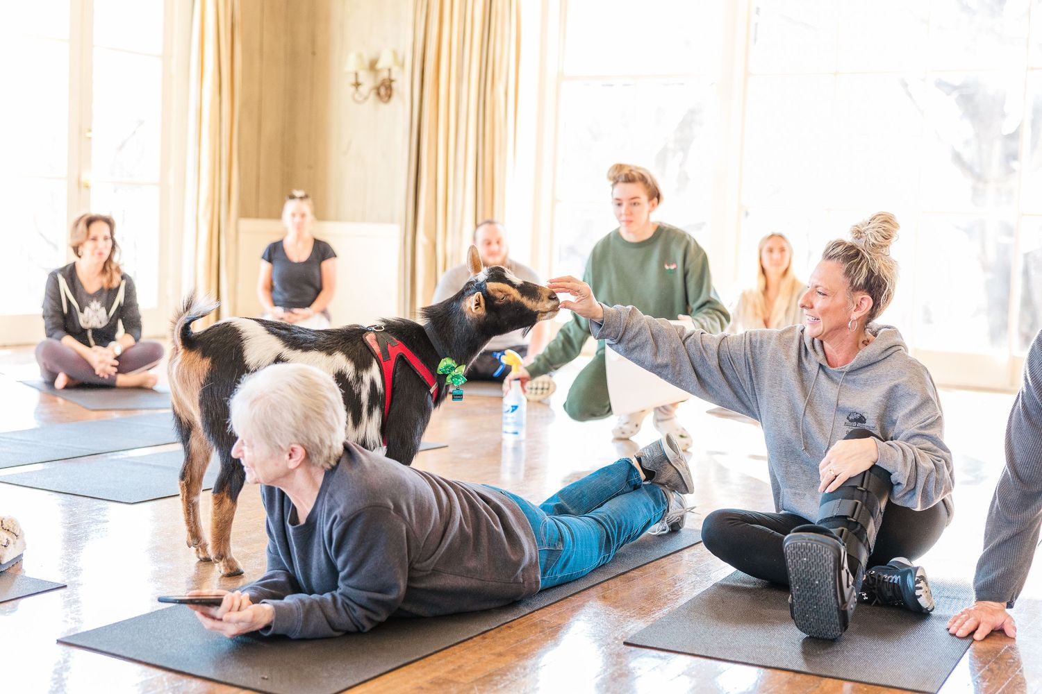 People practicing yoga on mats share space with Nigerian Dwarf goats in a bright room.
