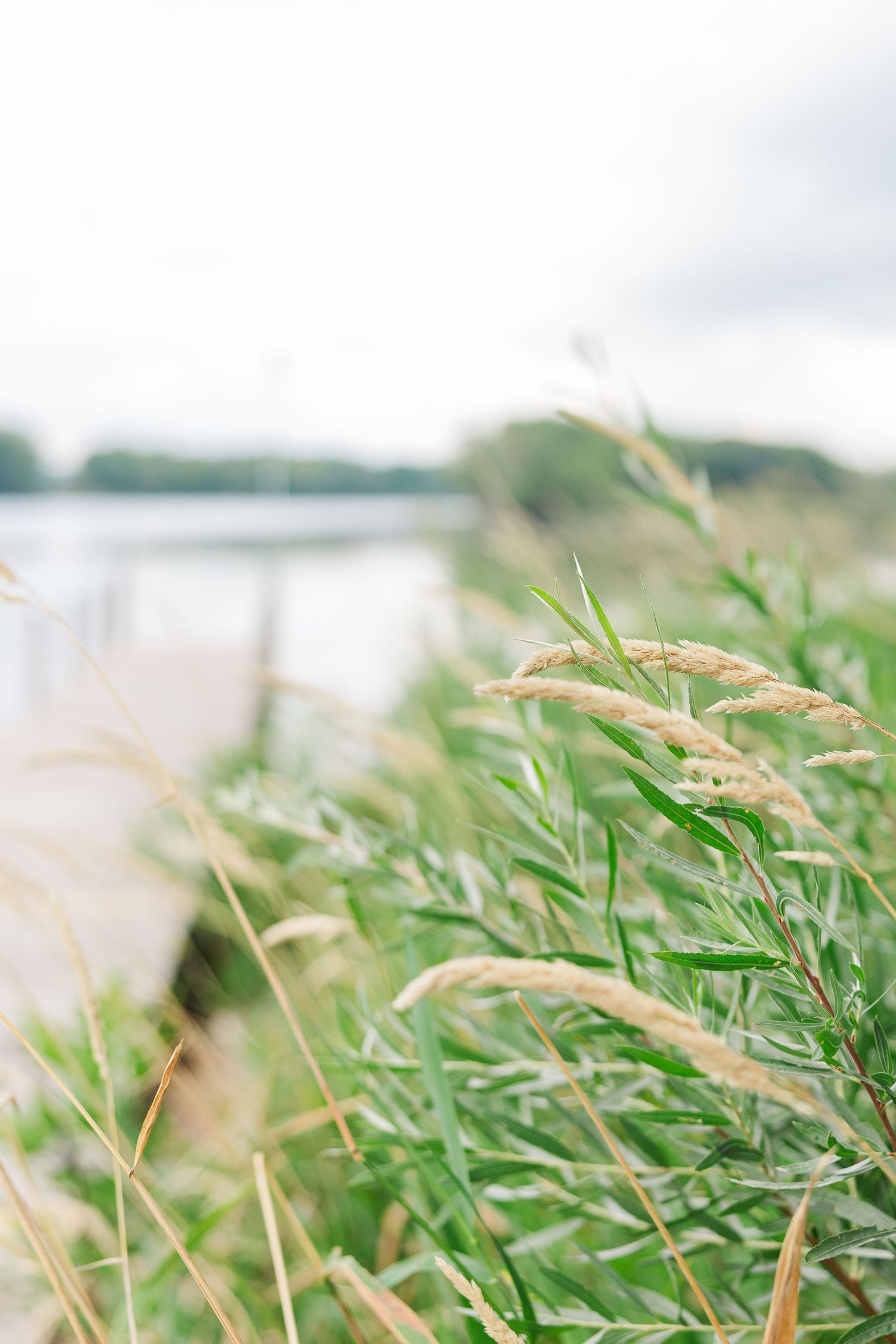 Close-up of tall grass swaying by a lakeside on a cloudy day.