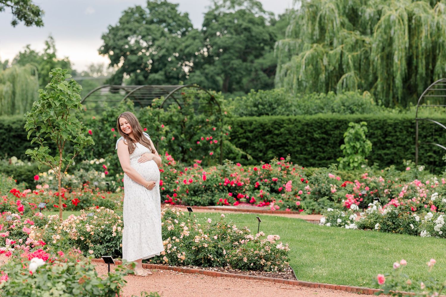 Wide maternity portrait of an expecting mother surrounded by roses at Cantigny Park
