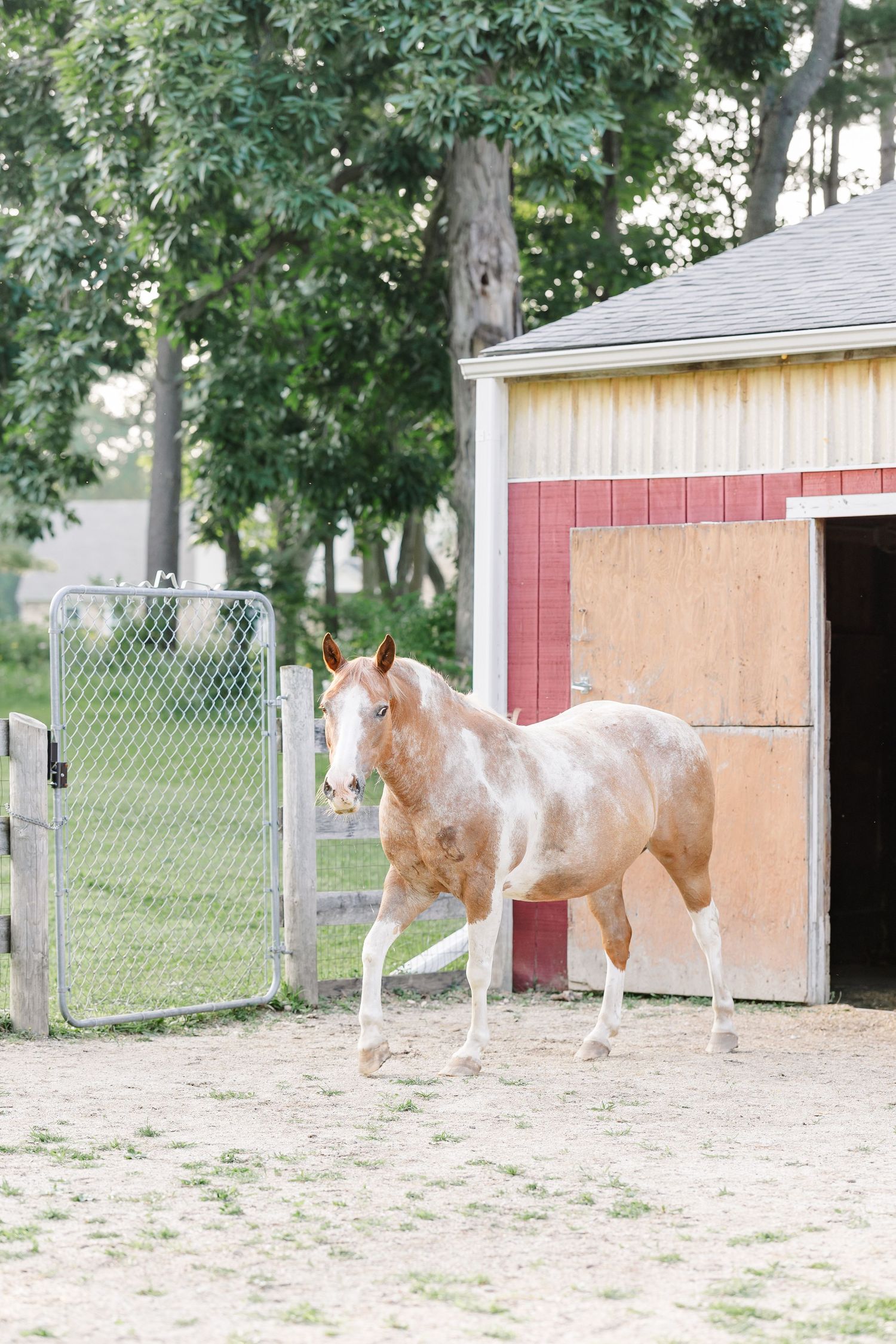 Horse standing beside the barn in Bull Valley, Illinois.